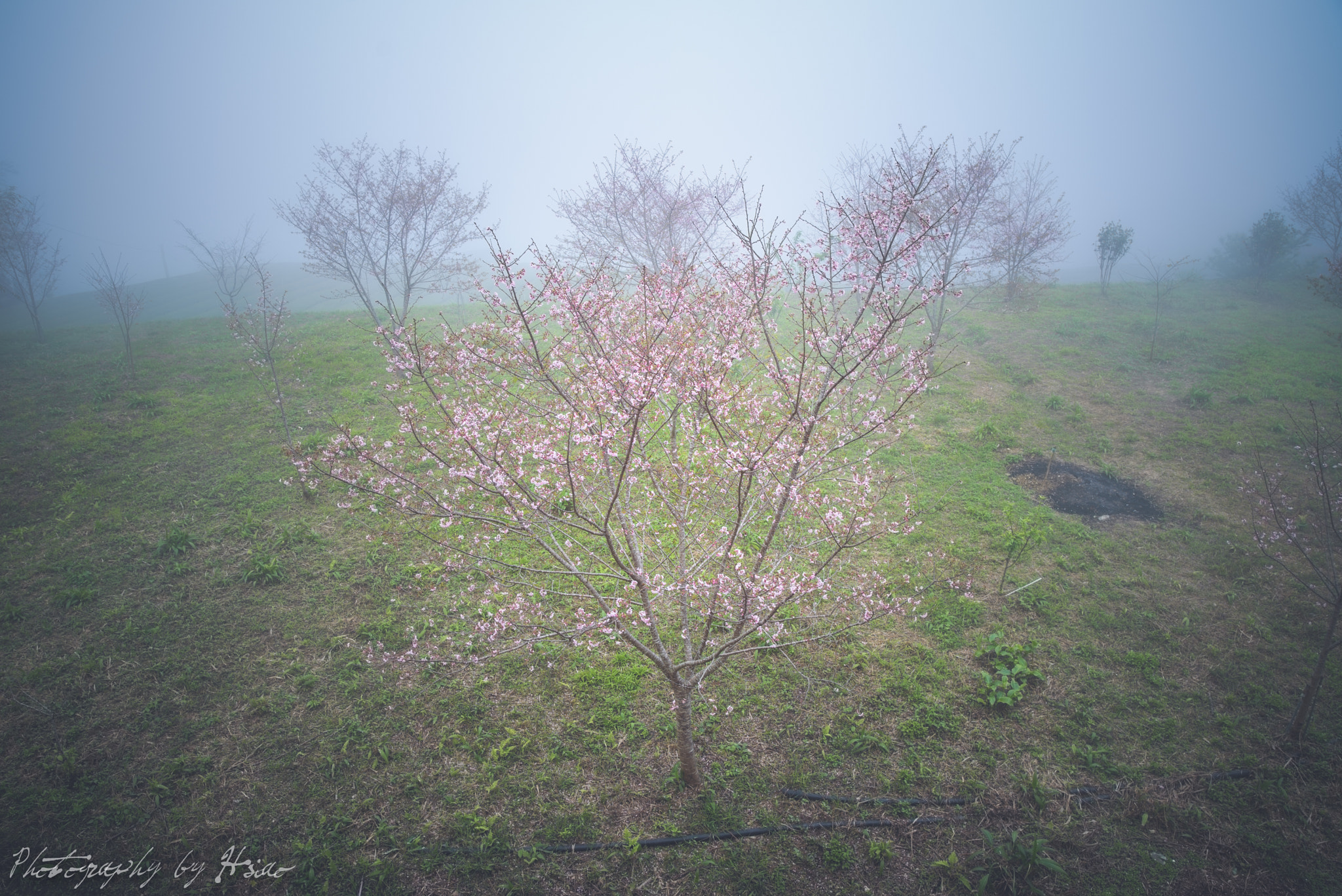 Nikon D750 sample photo. Sakura photography