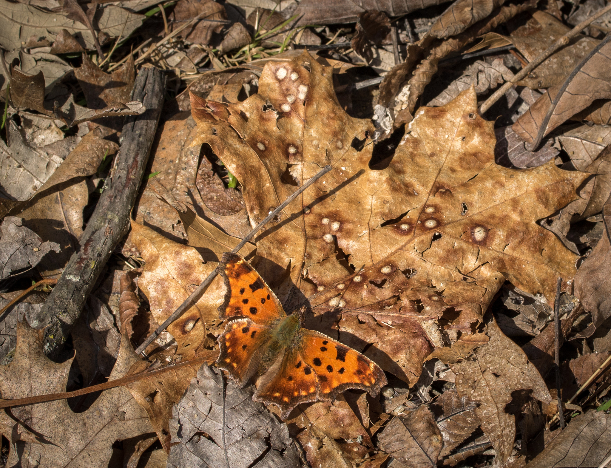 Canon EF-S 60mm F2.8 Macro USM sample photo. Moth in grant woods forest preserve photography