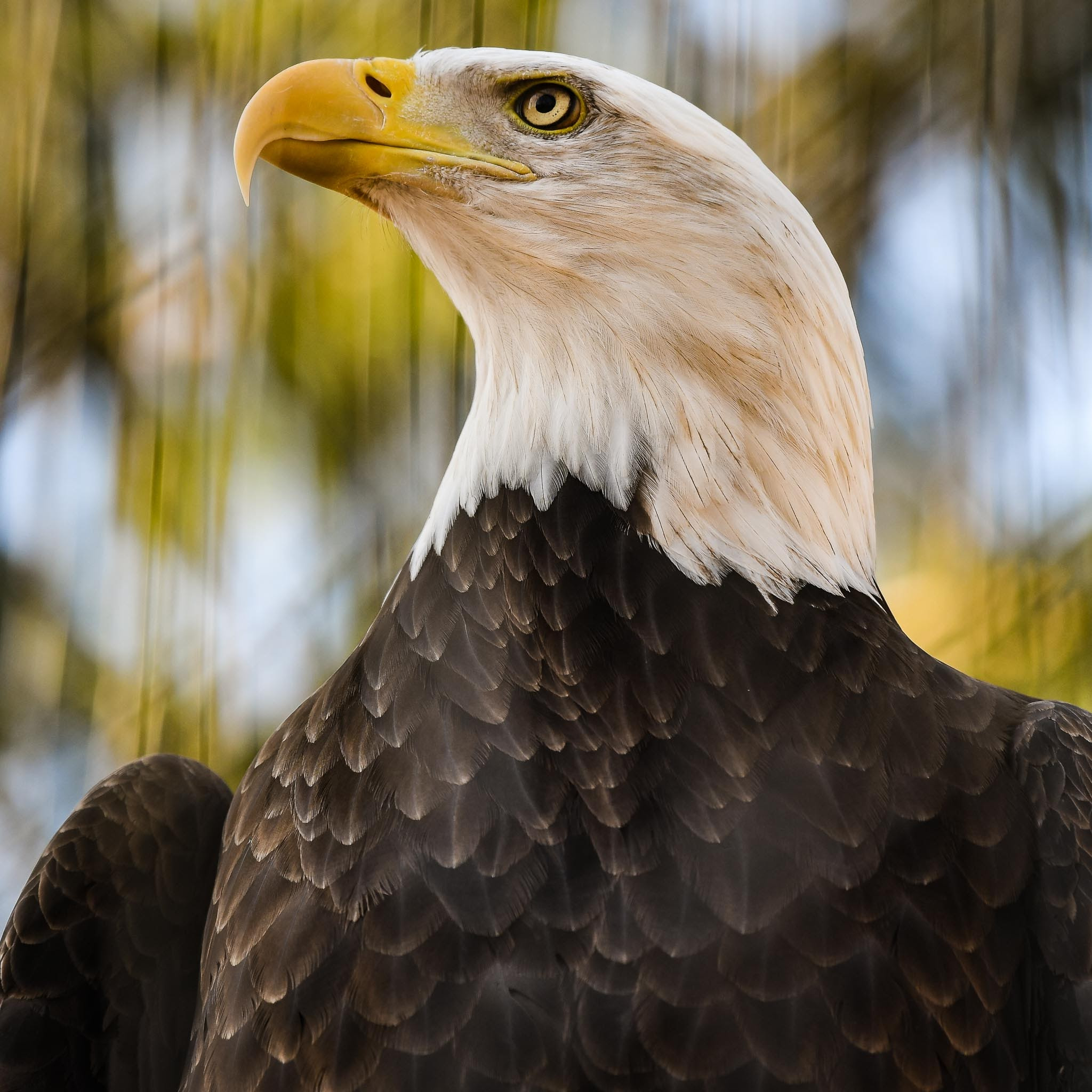 Nikon D500 sample photo. American bald eagle photography