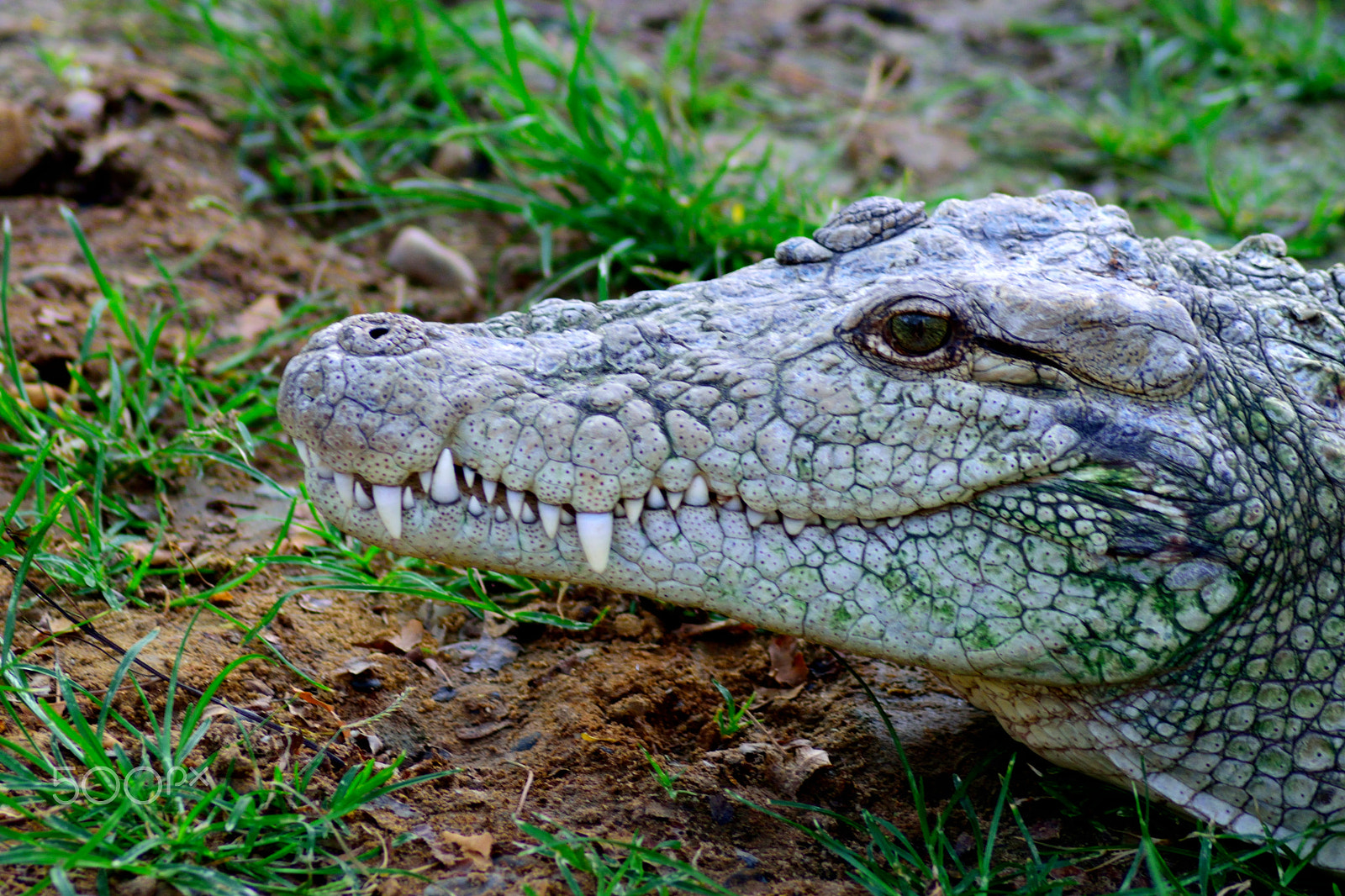 Nikon AF Nikkor 70-300mm F4-5.6G sample photo. Crocodile photography