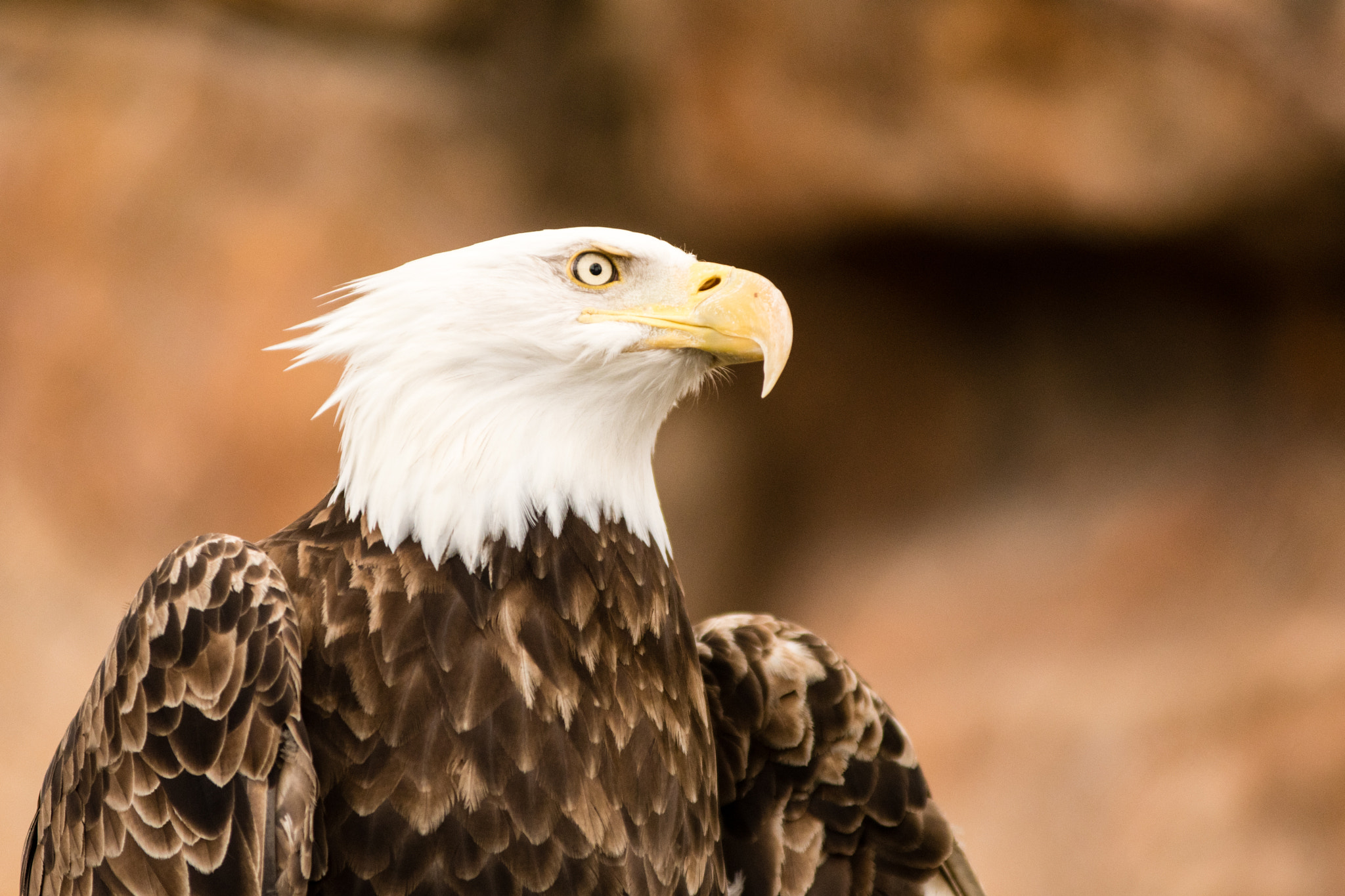 Nikon AF-Nikkor 80-200mm F2.8D ED sample photo. The eagle photography
