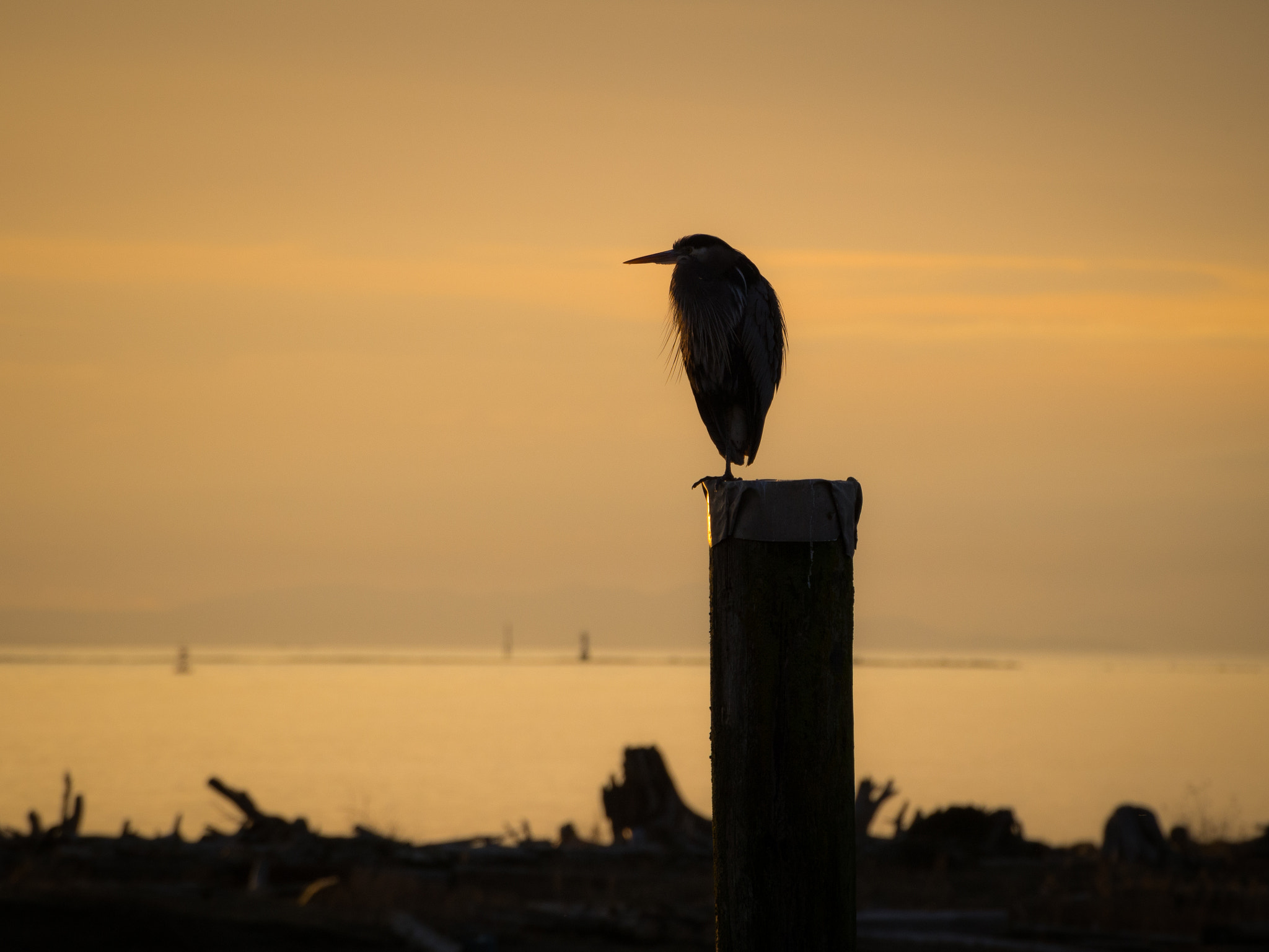 Olympus OM-D E-M5 sample photo. Silhouette photography