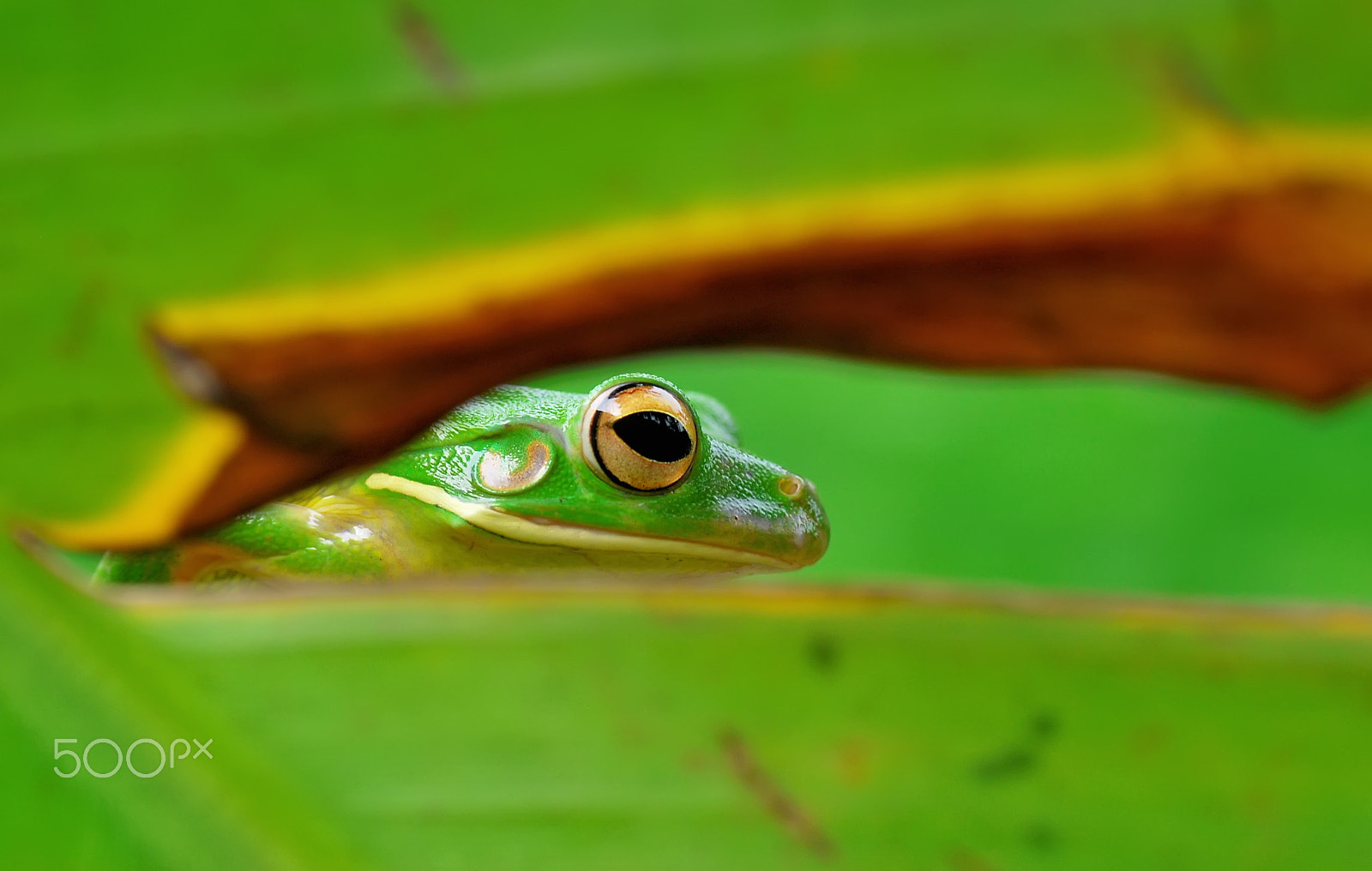 Nikon D60 sample photo. Frog.dumpy.frog. photography