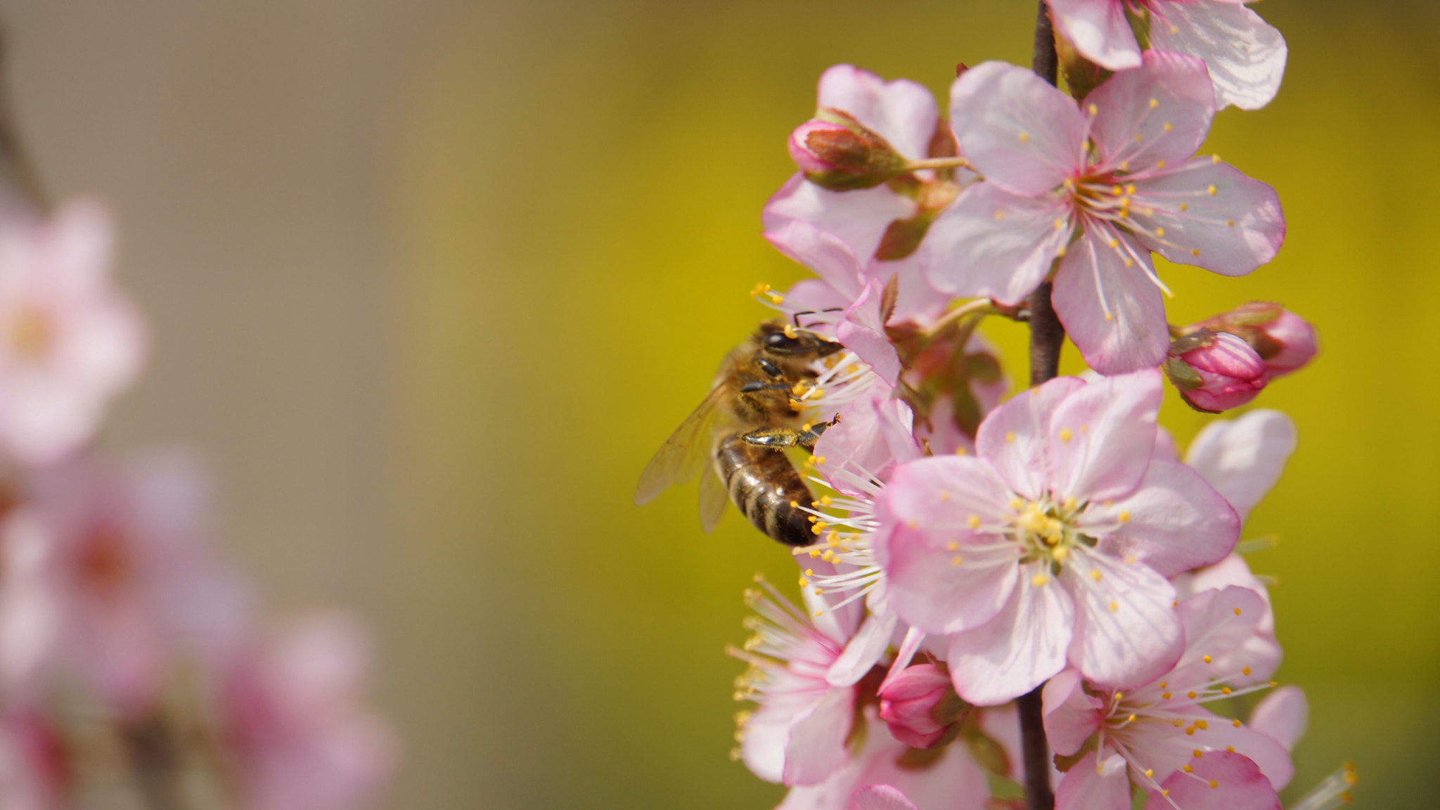 Sony Alpha NEX-7 + Sony E 18-200mm F3.5-6.3 OSS LE sample photo. Spring photography