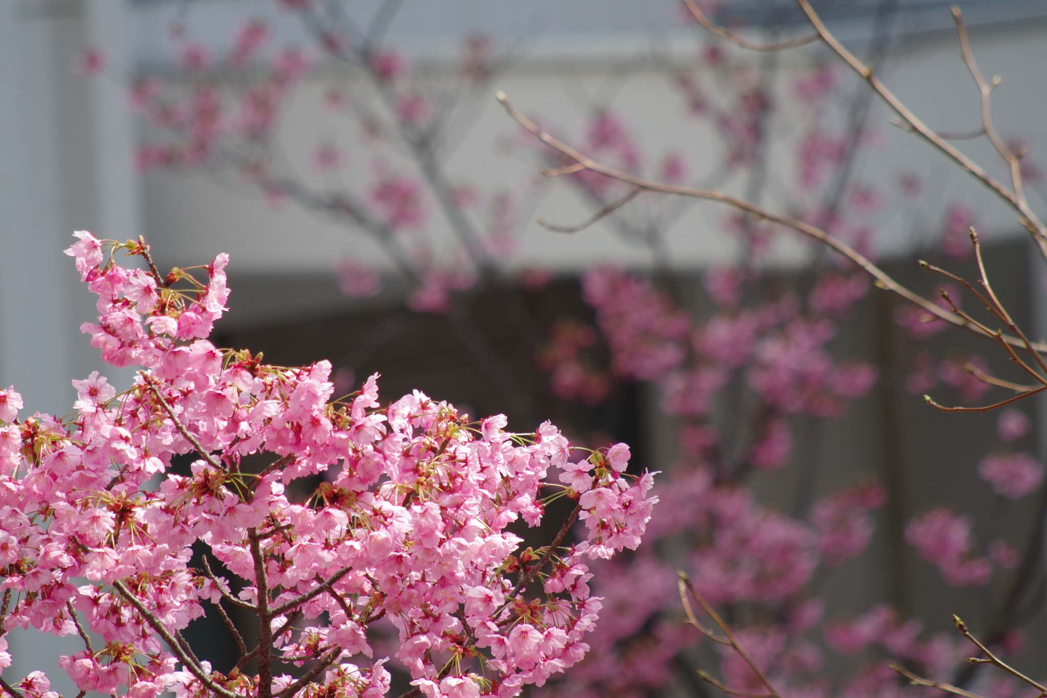 Pentax K-S1 sample photo. Flower photography
