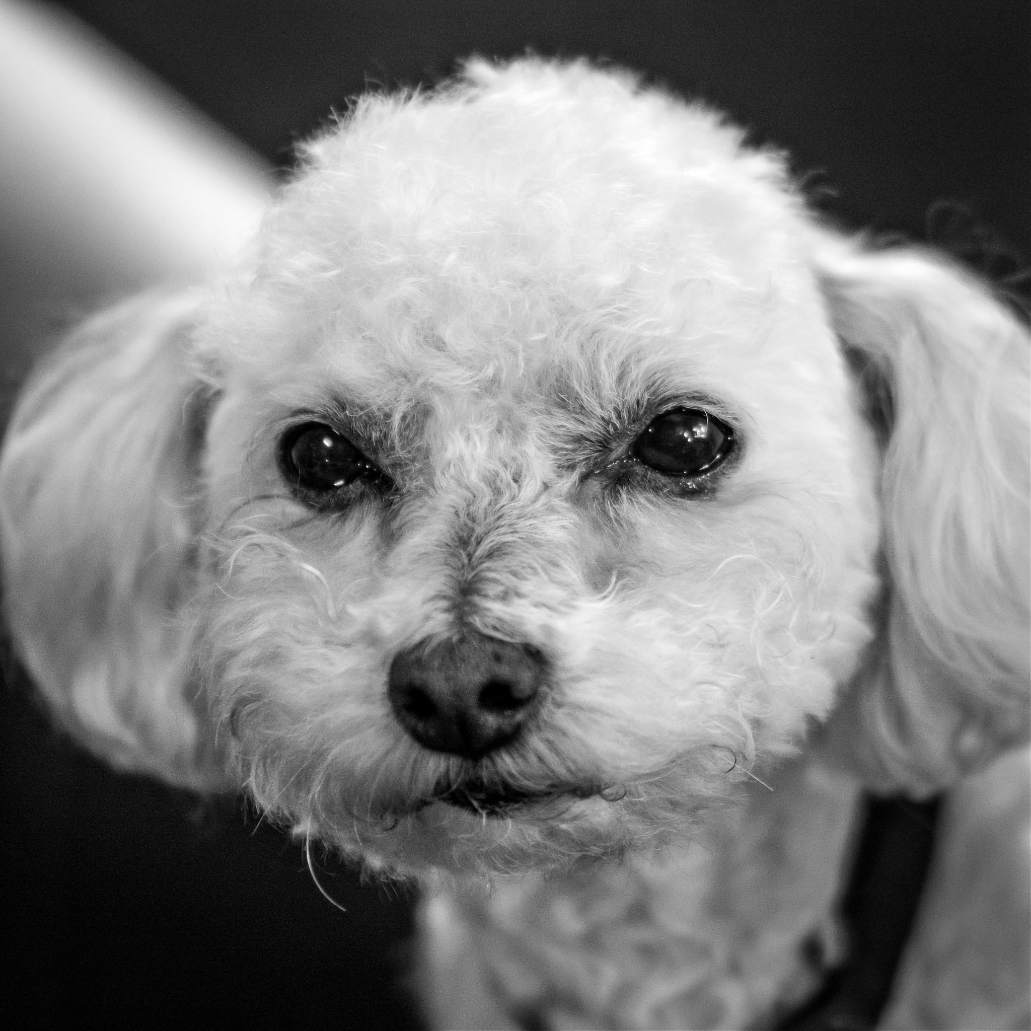 Olympus PEN-F sample photo. Dog in a bookstore photography
