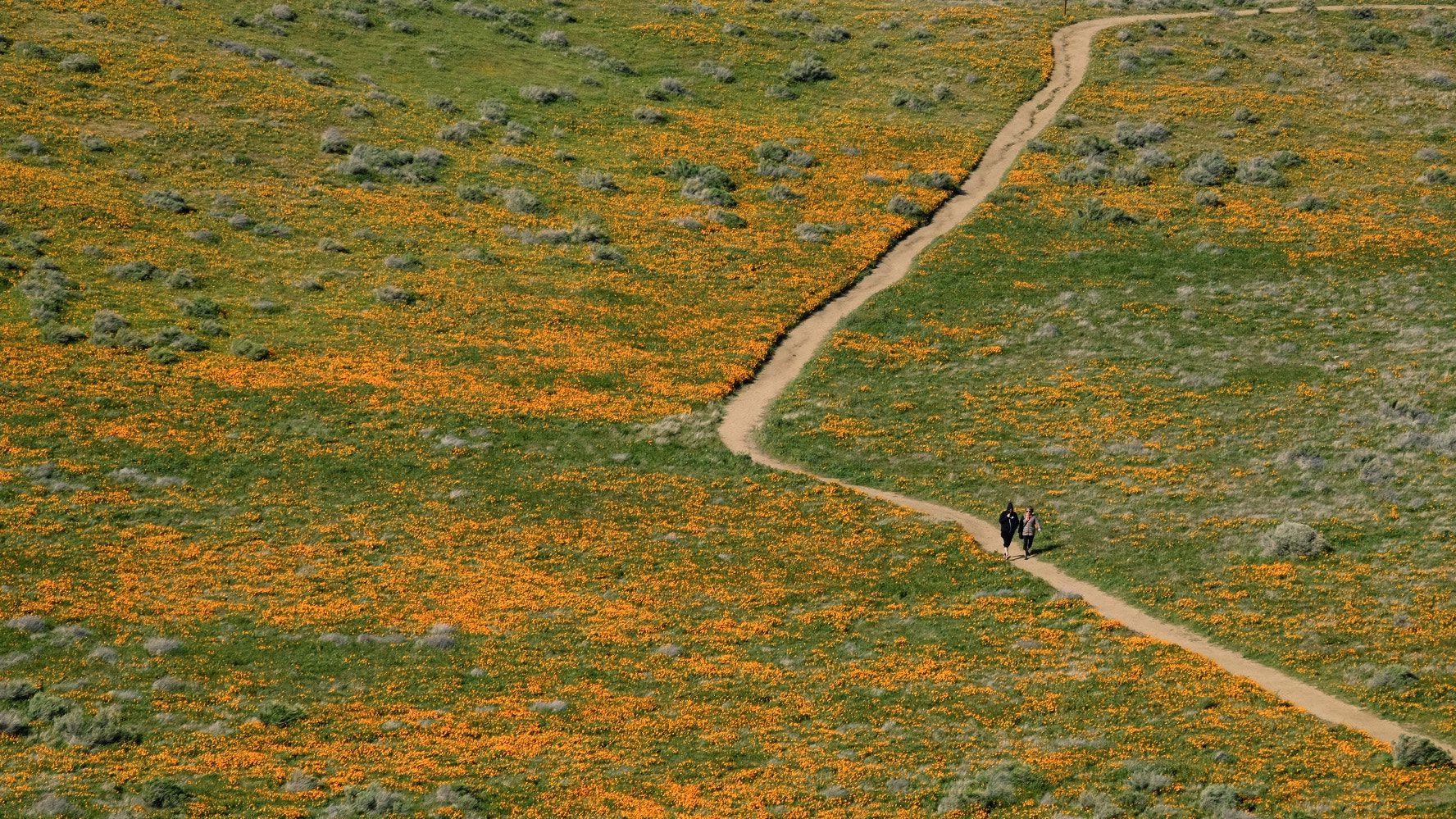 Fujifilm X-T1 + Fujifilm XC 50-230mm F4.5-6.7 OIS II sample photo. Walk in poppy field photography