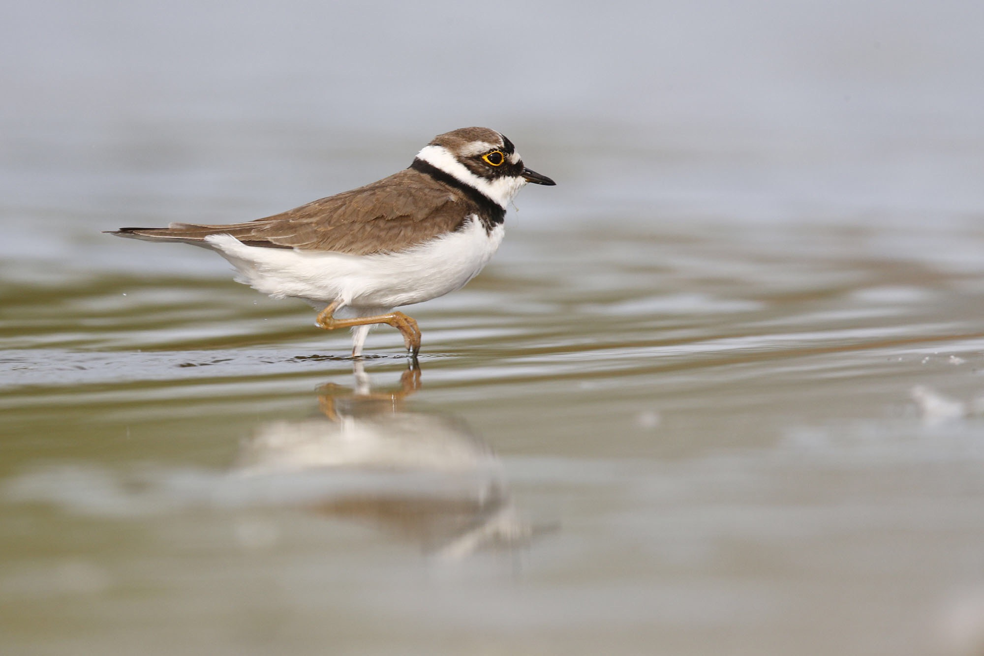 Canon EF 600mm F4L IS II USM sample photo. Walk on water photography