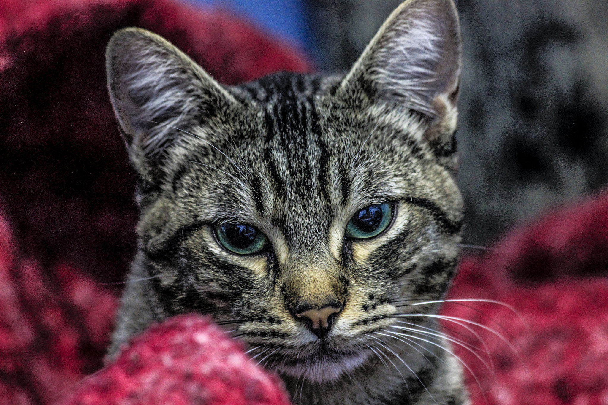 Canon EF 70-300mm F4-5.6 IS USM sample photo. Gato photography