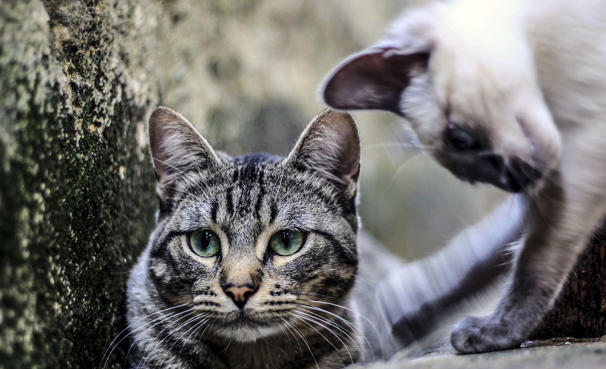 Canon EOS 600D (Rebel EOS T3i / EOS Kiss X5) sample photo. Cat photography