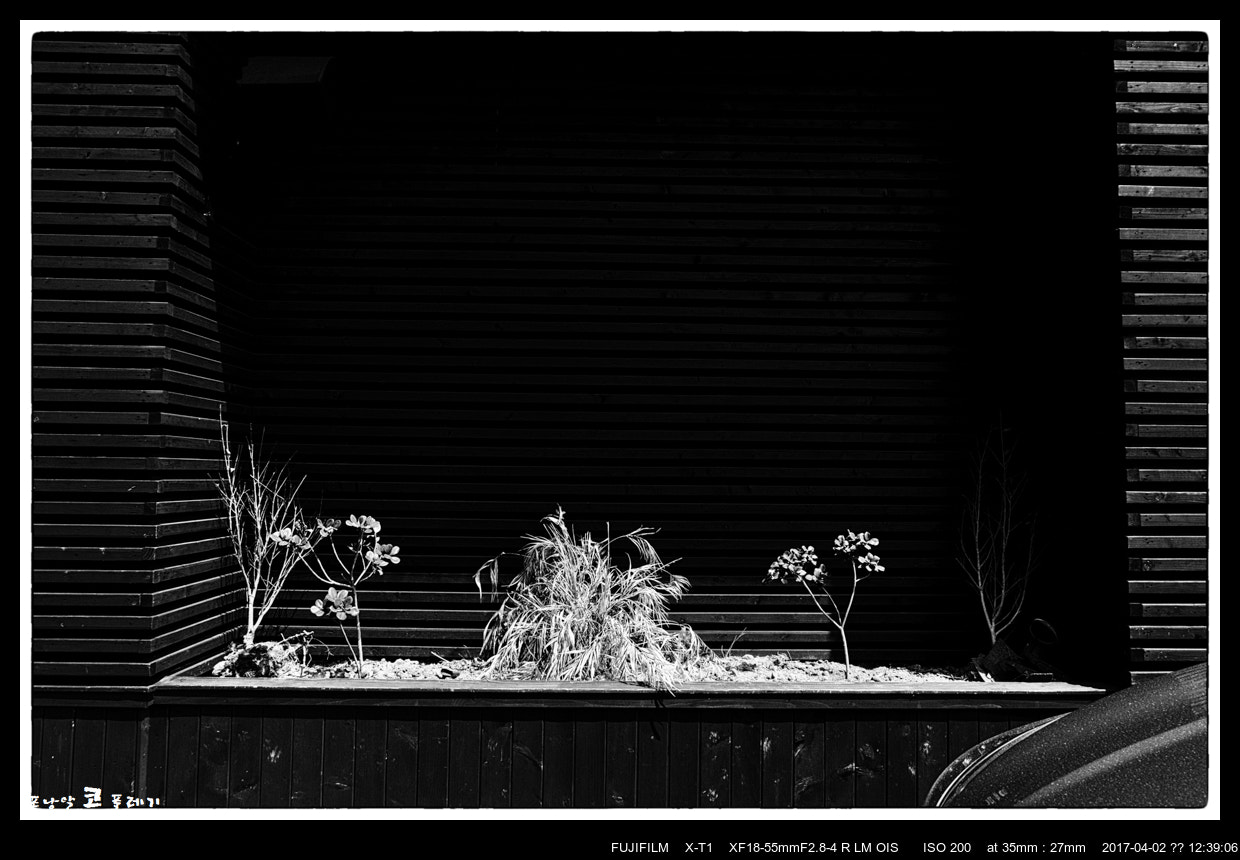 Fujifilm XF 18-55mm F2.8-4 R LM OIS sample photo. Wilted photography