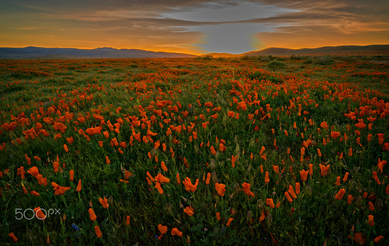 Sony a7R II + ZEISS Batis 25mm F2 sample photo. Flowers photography