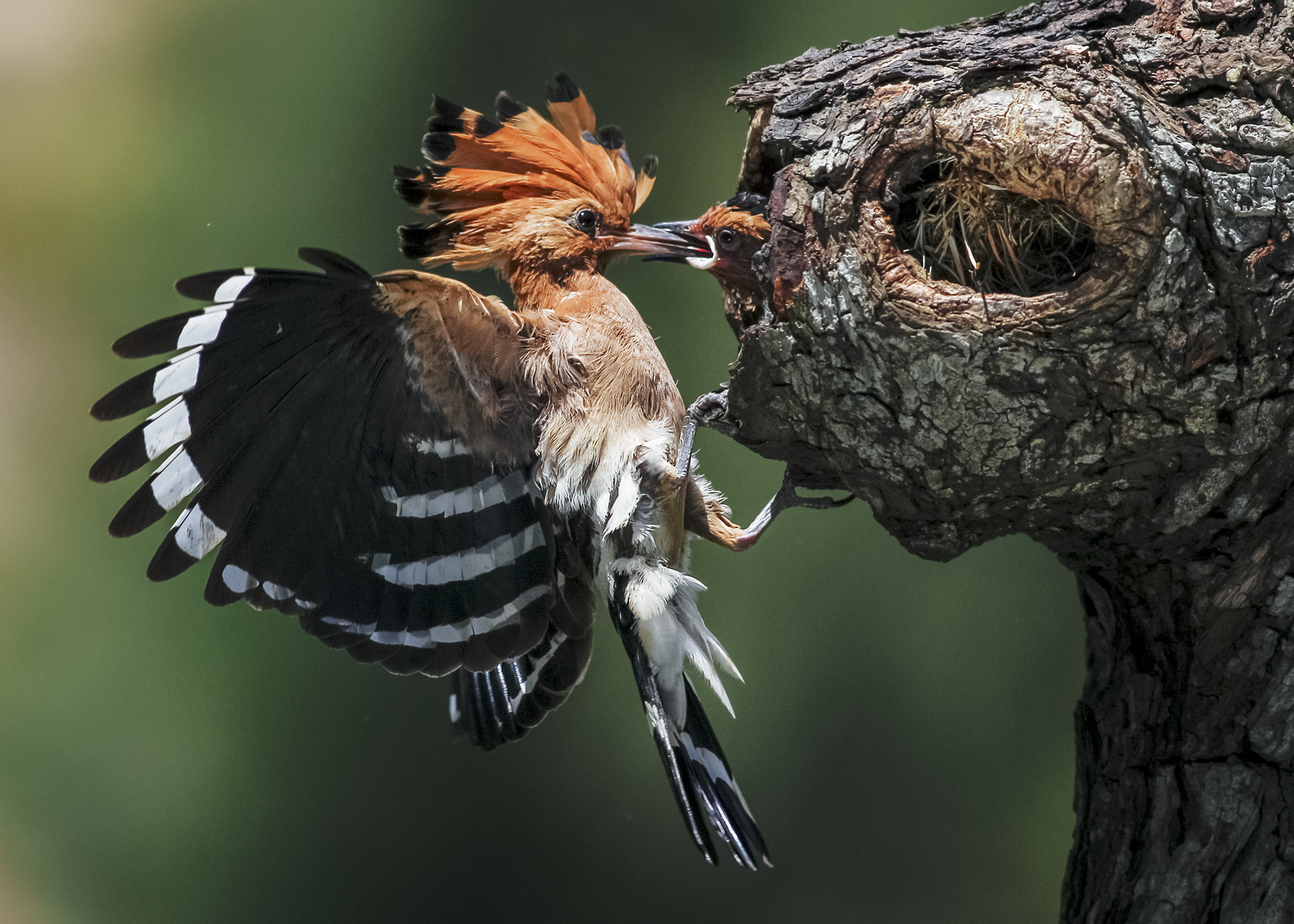 Canon EF 500mm f/4.5L sample photo. Hoopoe photography