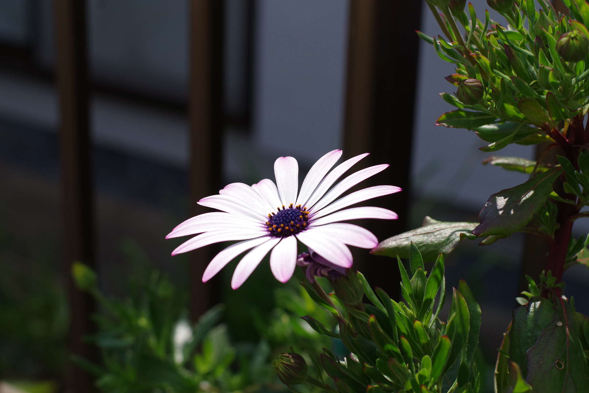 Pentax K-S1 + Pentax smc FA 43mm F1.9 Limited sample photo. Flower photography