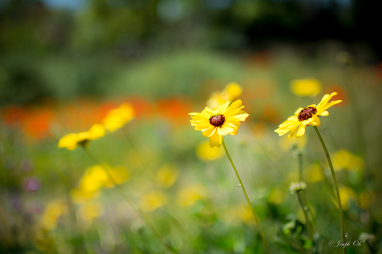 Nikon D800 sample photo. Fullerton copy photography