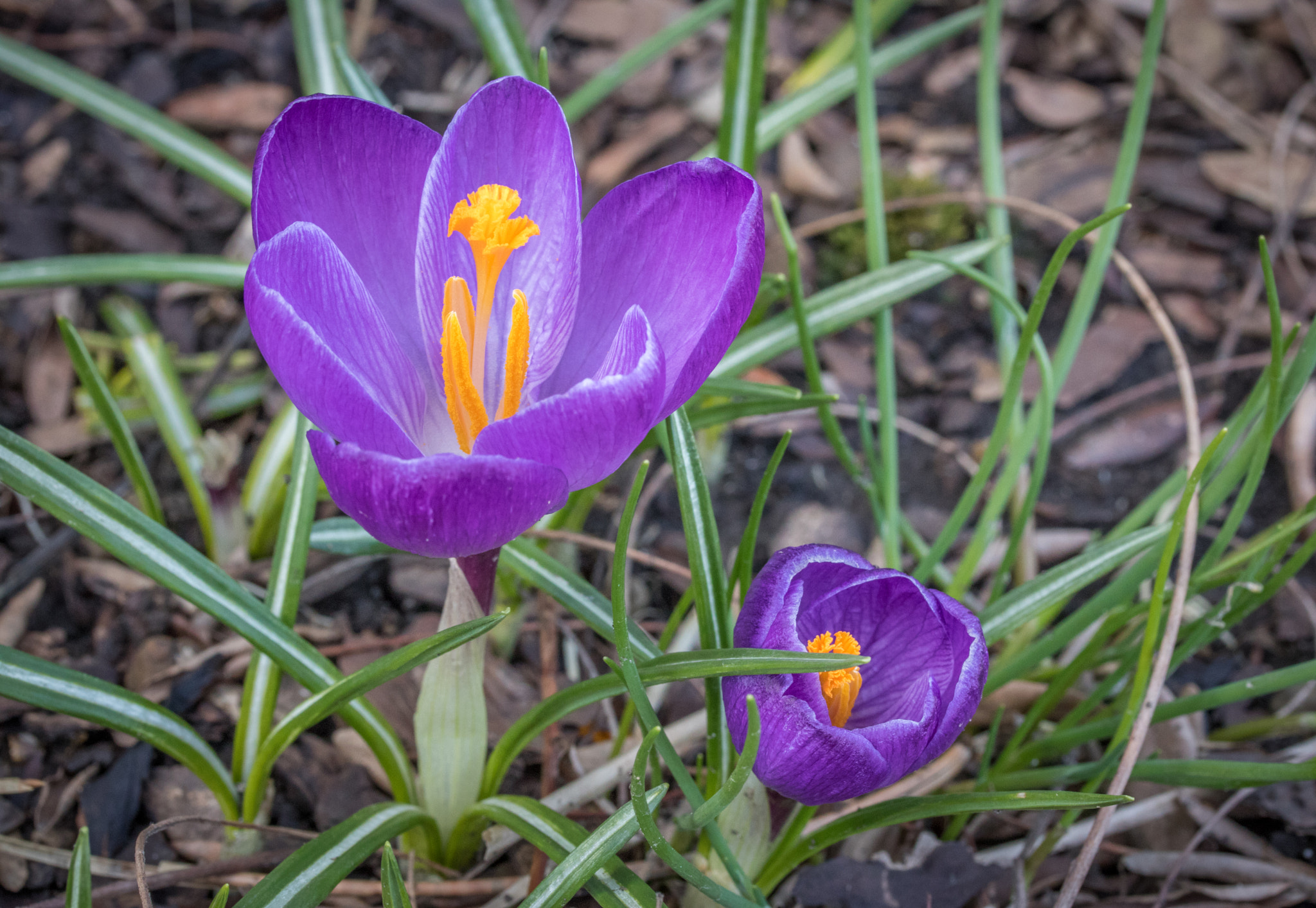 Canon EF-S 60mm F2.8 Macro USM sample photo. Backyard flowers photography