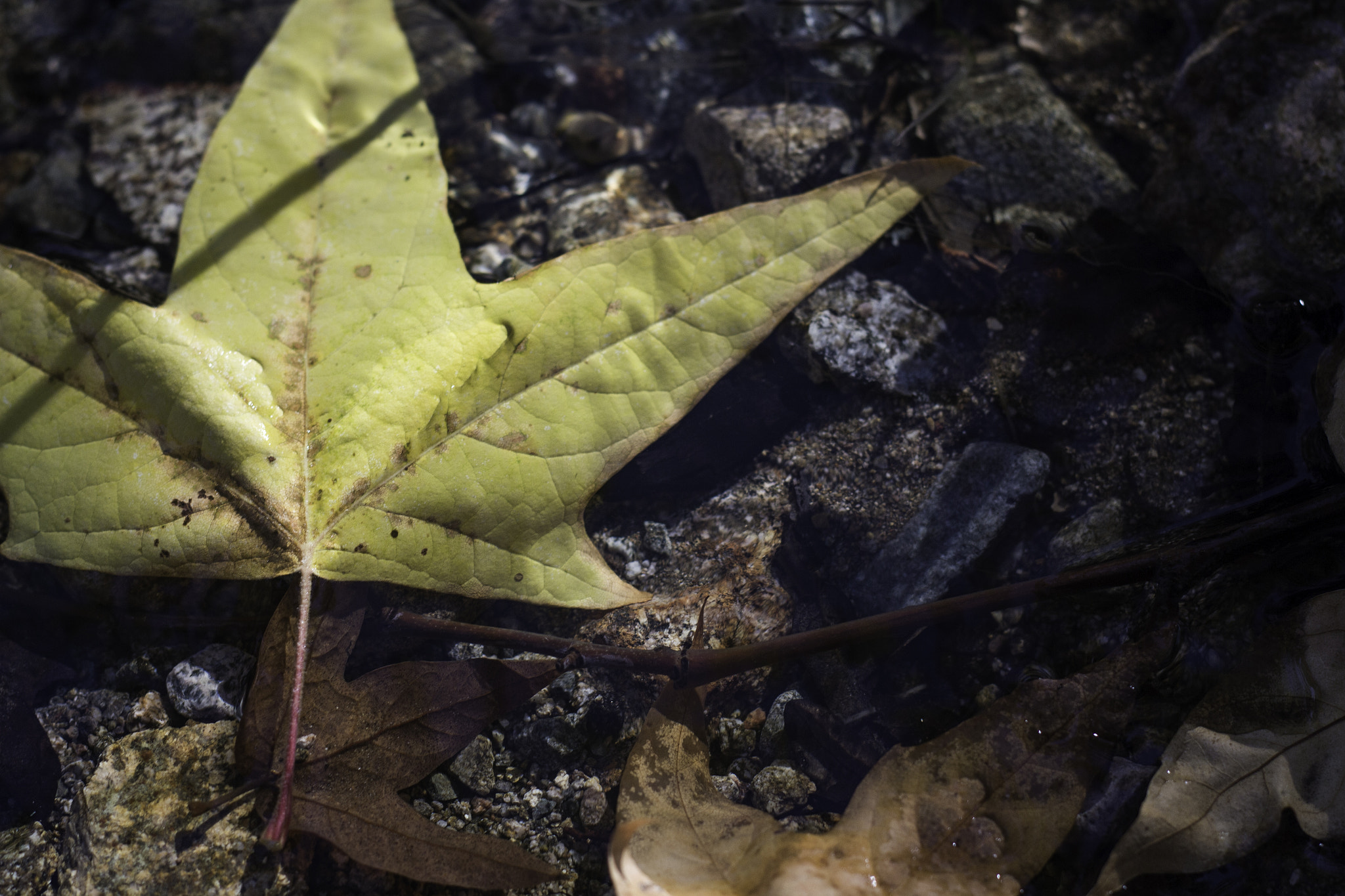 Canon EF 50mm F1.8 II sample photo. Land before time photography