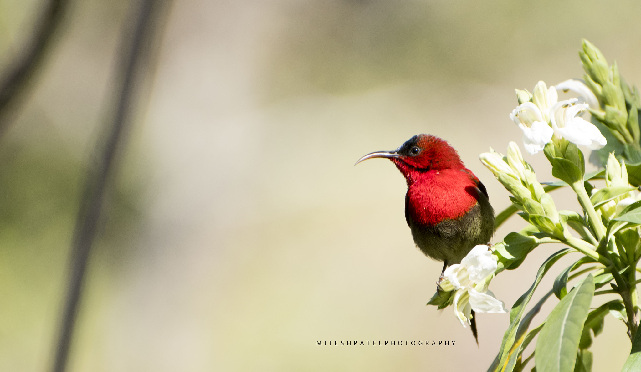 Nikon D500 sample photo. Sunbird photography