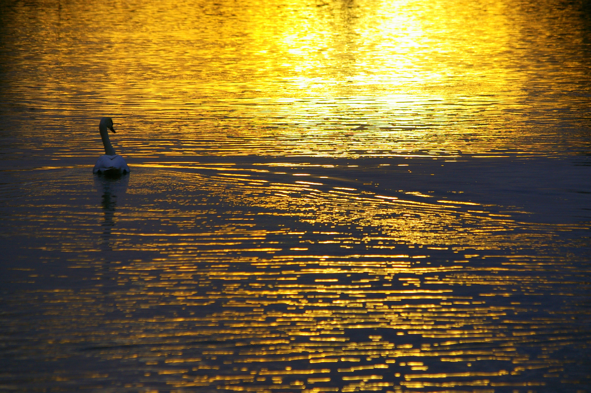 Pentax K100D Super + Pentax smc DA 50-200mm F4-5.6 ED sample photo. Last sunlight photography