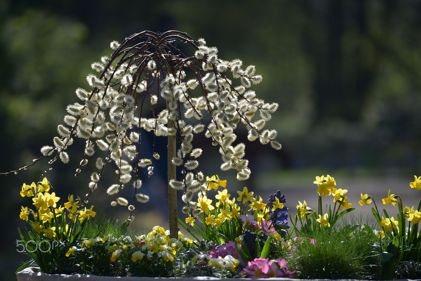 Nikon D800 sample photo. Springtime photography
