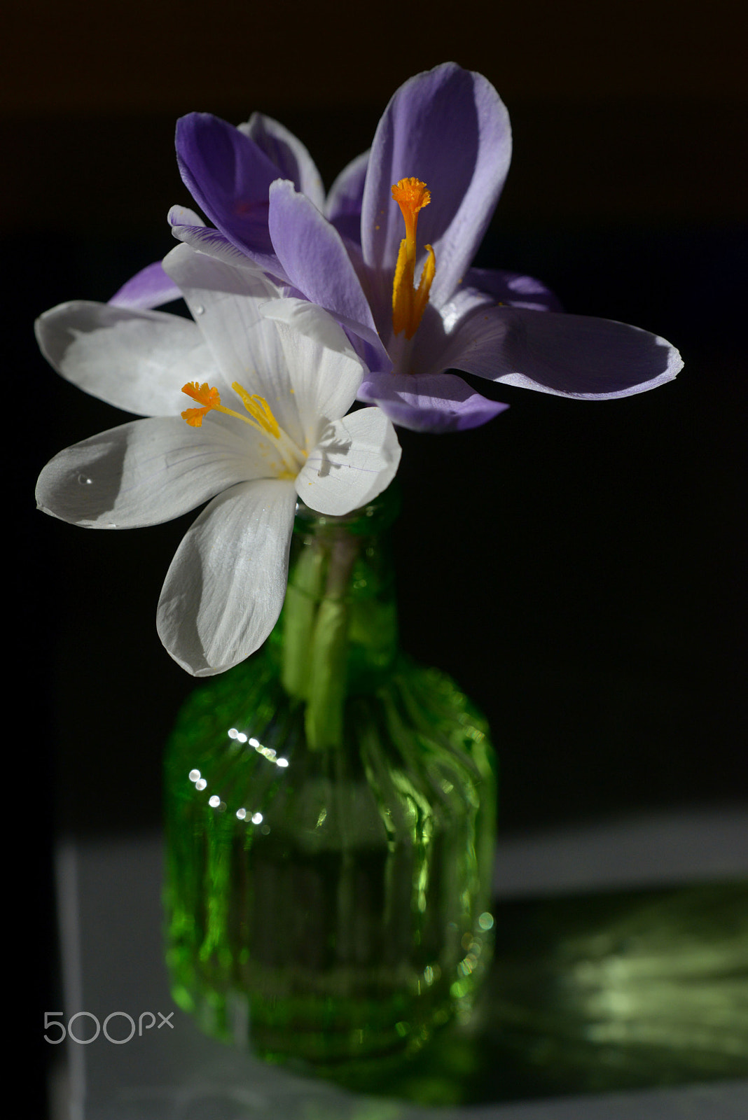 Sigma 150mm F2.8 EX DG OS Macro HSM sample photo. Krokus photography