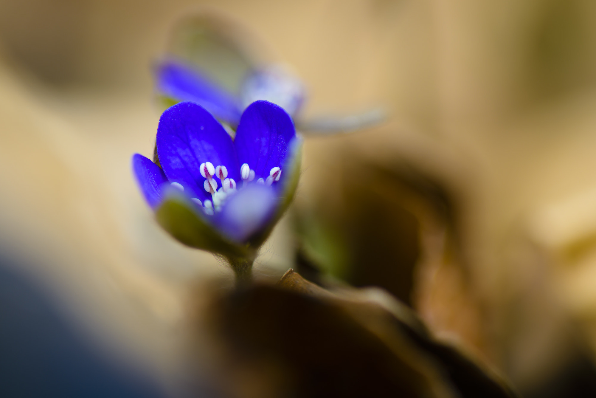 Nikon AF-S Micro-Nikkor 105mm F2.8G IF-ED VR sample photo. Un_folding photography