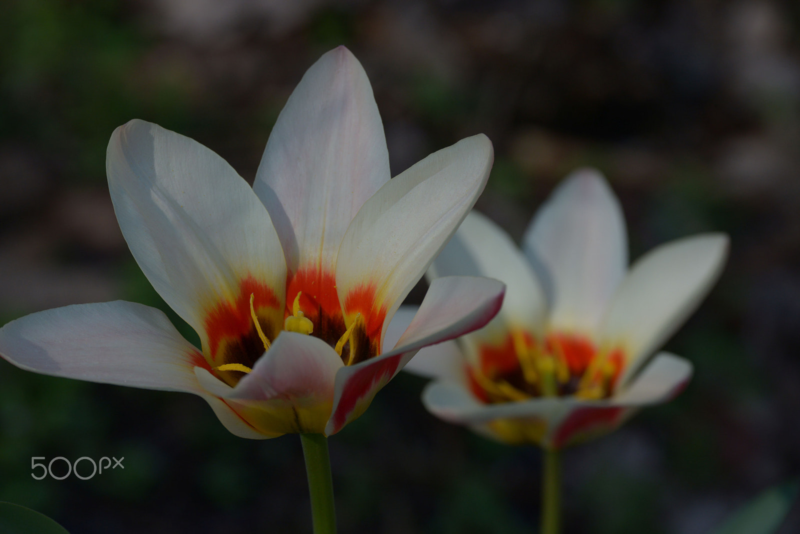 Nikon D800 sample photo. Tullips photography