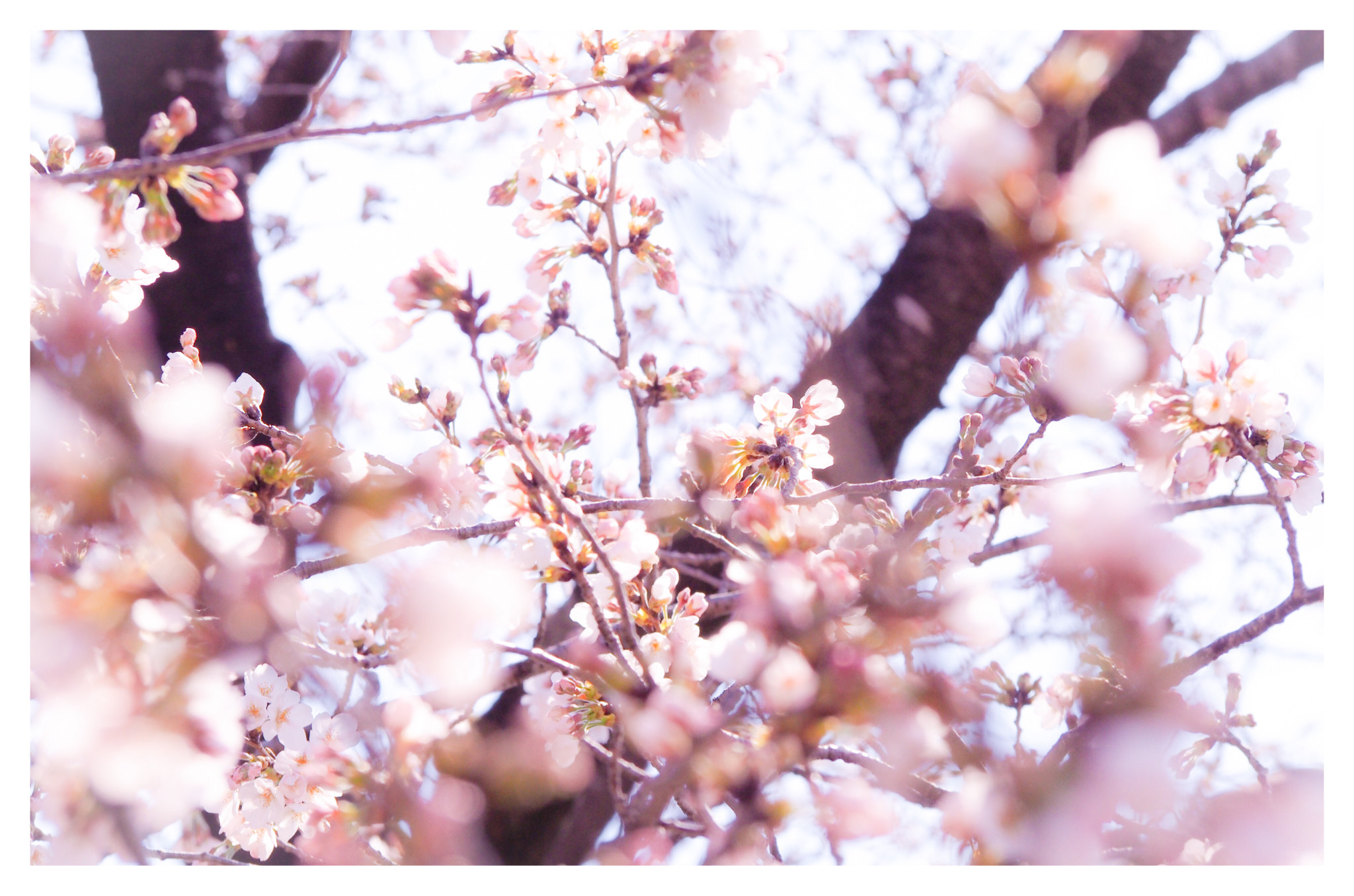 Olympus PEN E-PL6 sample photo. Untitled photography