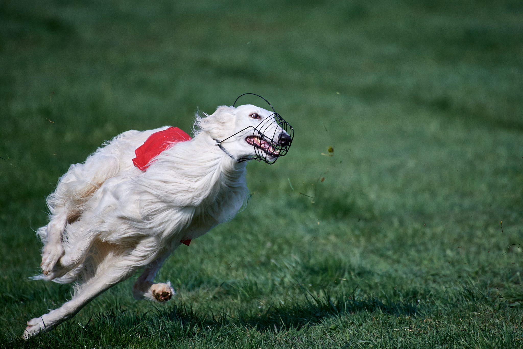 Nikon AF-S Nikkor 200-500mm F5.6E ED VR sample photo. Windhund photography