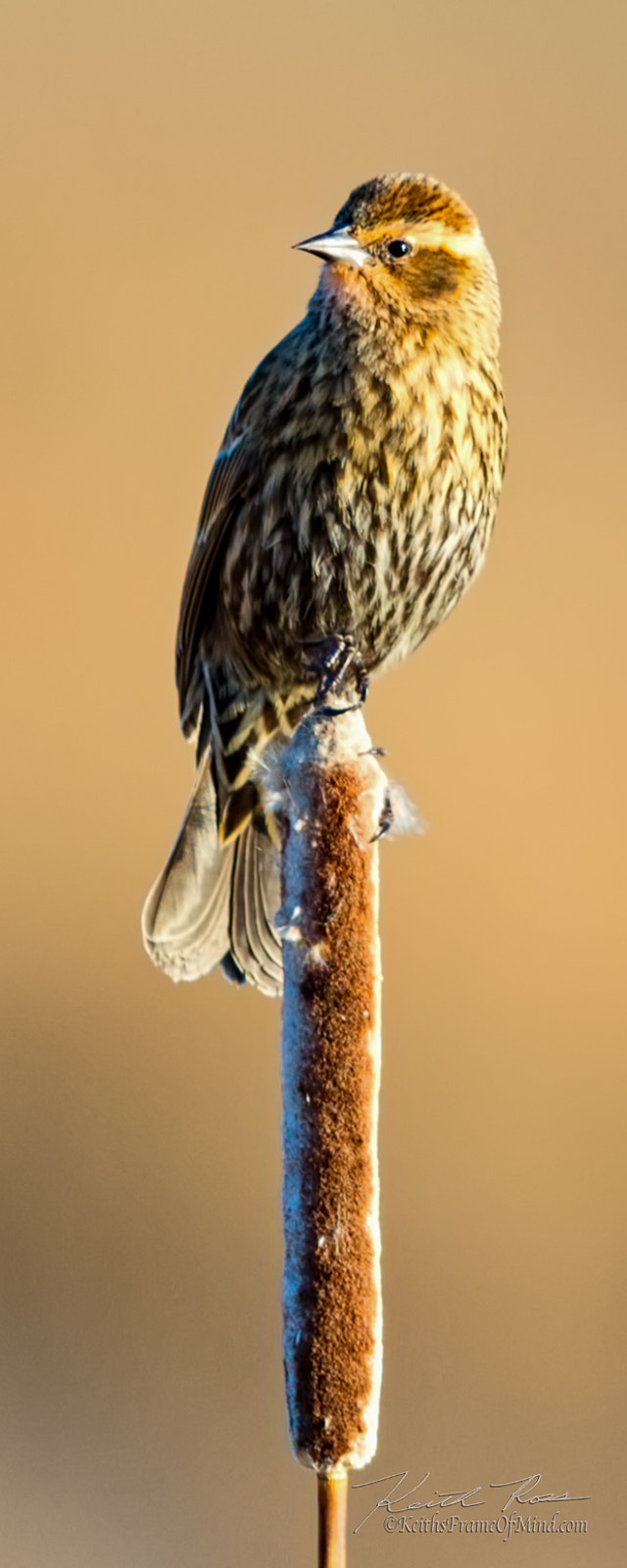 Canon EOS-1D X Mark II sample photo. Red-winged blackbird female photography