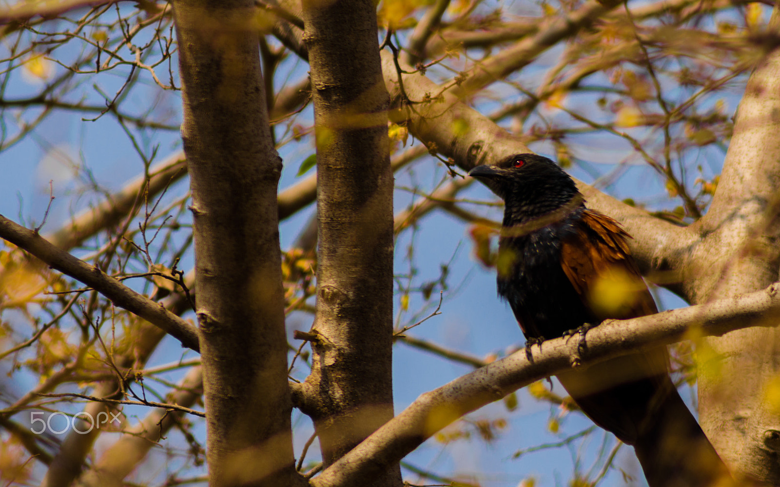Nikon D5100 + Sigma 50-150mm F2.8 EX APO DC HSM II + 1.4x sample photo. Crow pheasant (greater coucal) photography