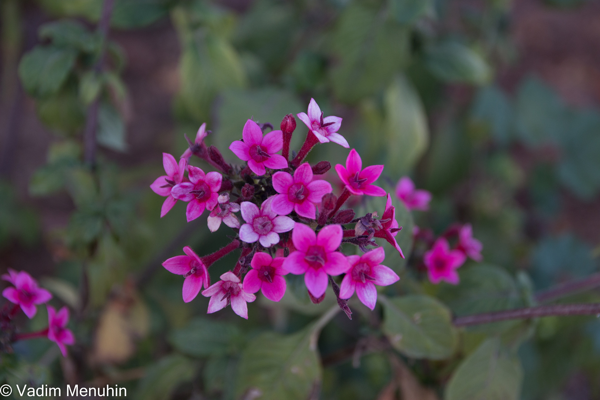 Canon EOS 70D + Sigma 17-70mm F2.8-4 DC Macro OS HSM sample photo. Street flowers photography