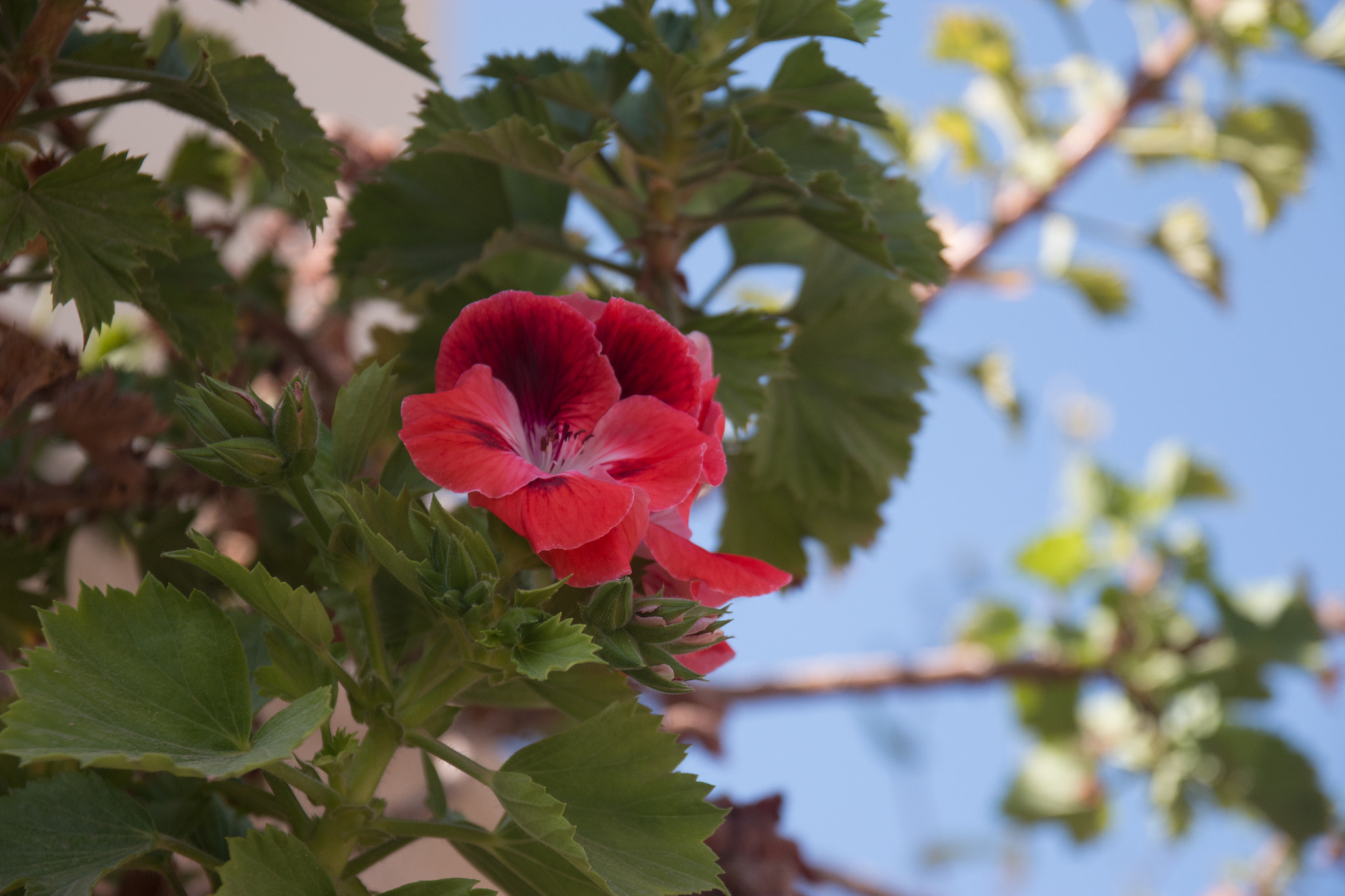 Sigma 17-70mm F2.8-4 DC Macro OS HSM sample photo. Street flowers 2 photography