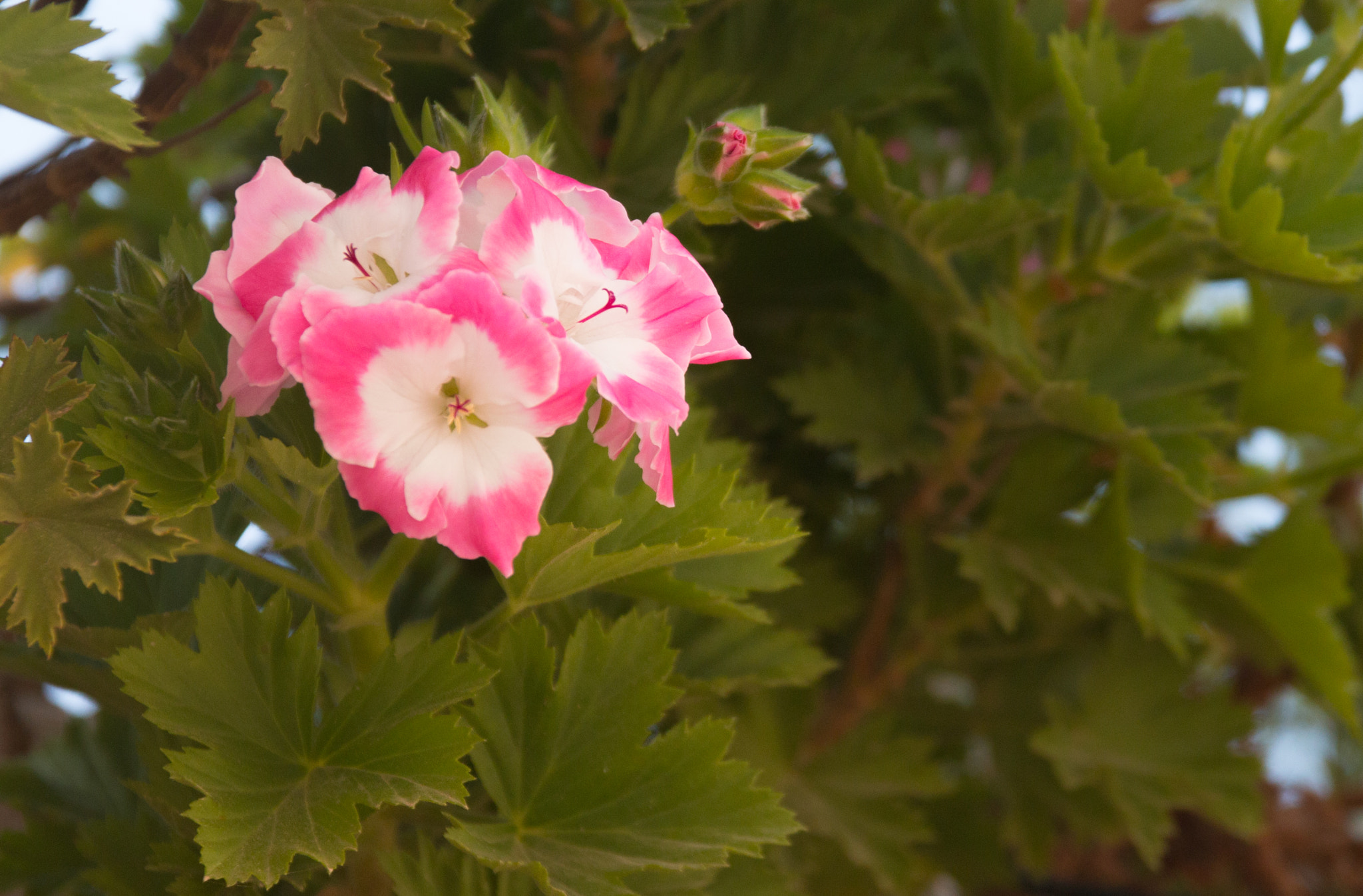 Sigma 17-70mm F2.8-4 DC Macro OS HSM sample photo. Street flowers 3 photography