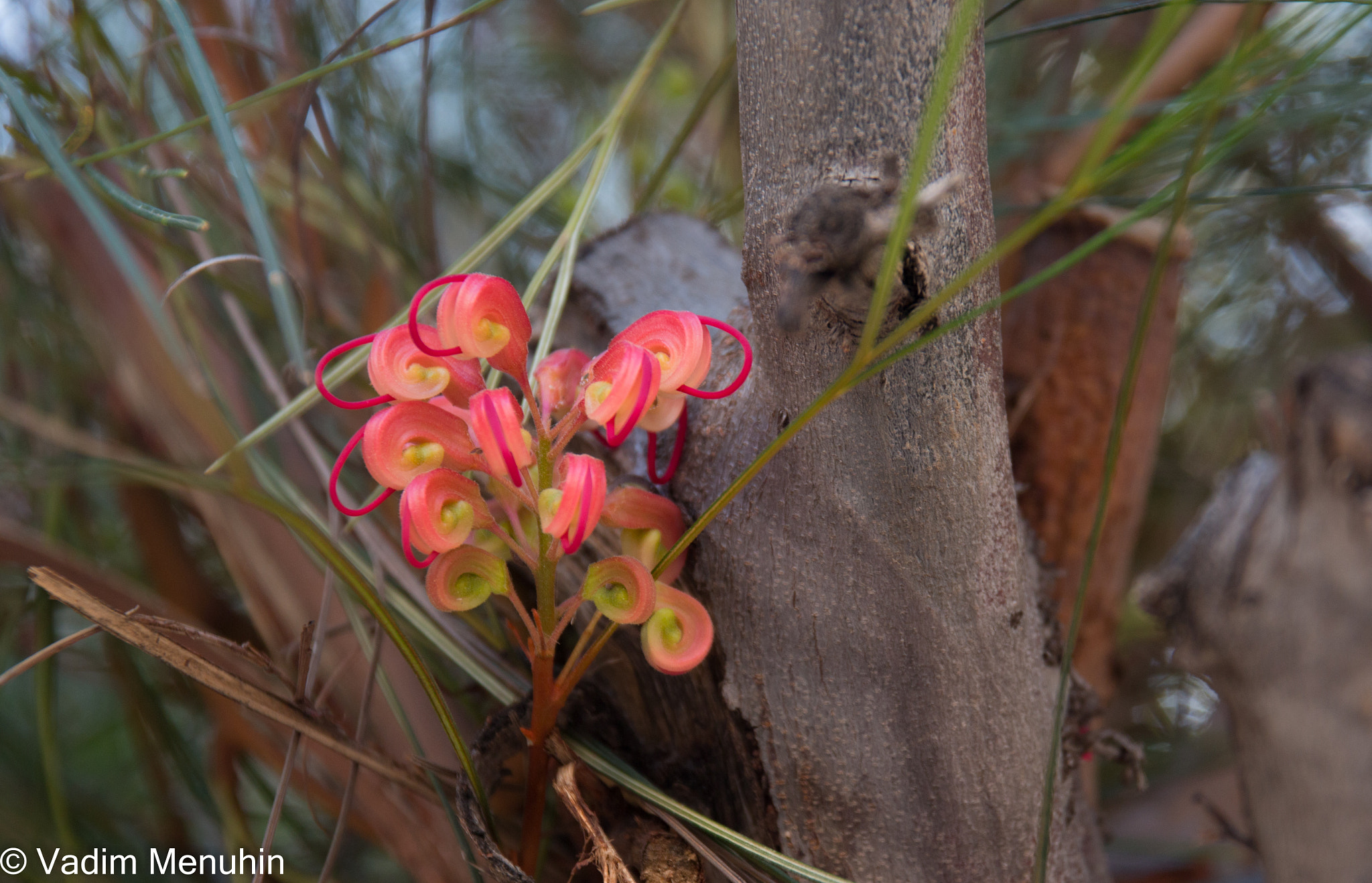 Canon EOS 70D + Sigma 17-70mm F2.8-4 DC Macro OS HSM sample photo. Street flowers 4 photography