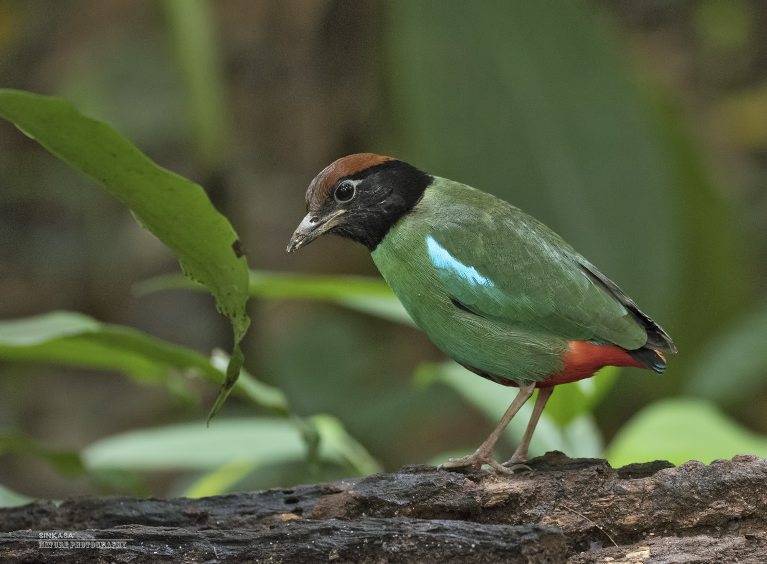 OLYMPUS M.300mm F4.0 sample photo. Hooded pitta photography