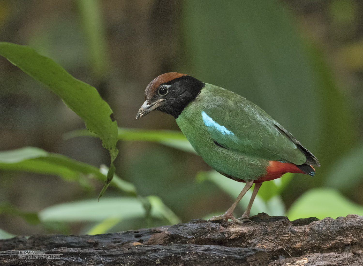 Olympus OM-D E-M1 Mark II + OLYMPUS M.300mm F4.0 sample photo. Hooded pitta photography