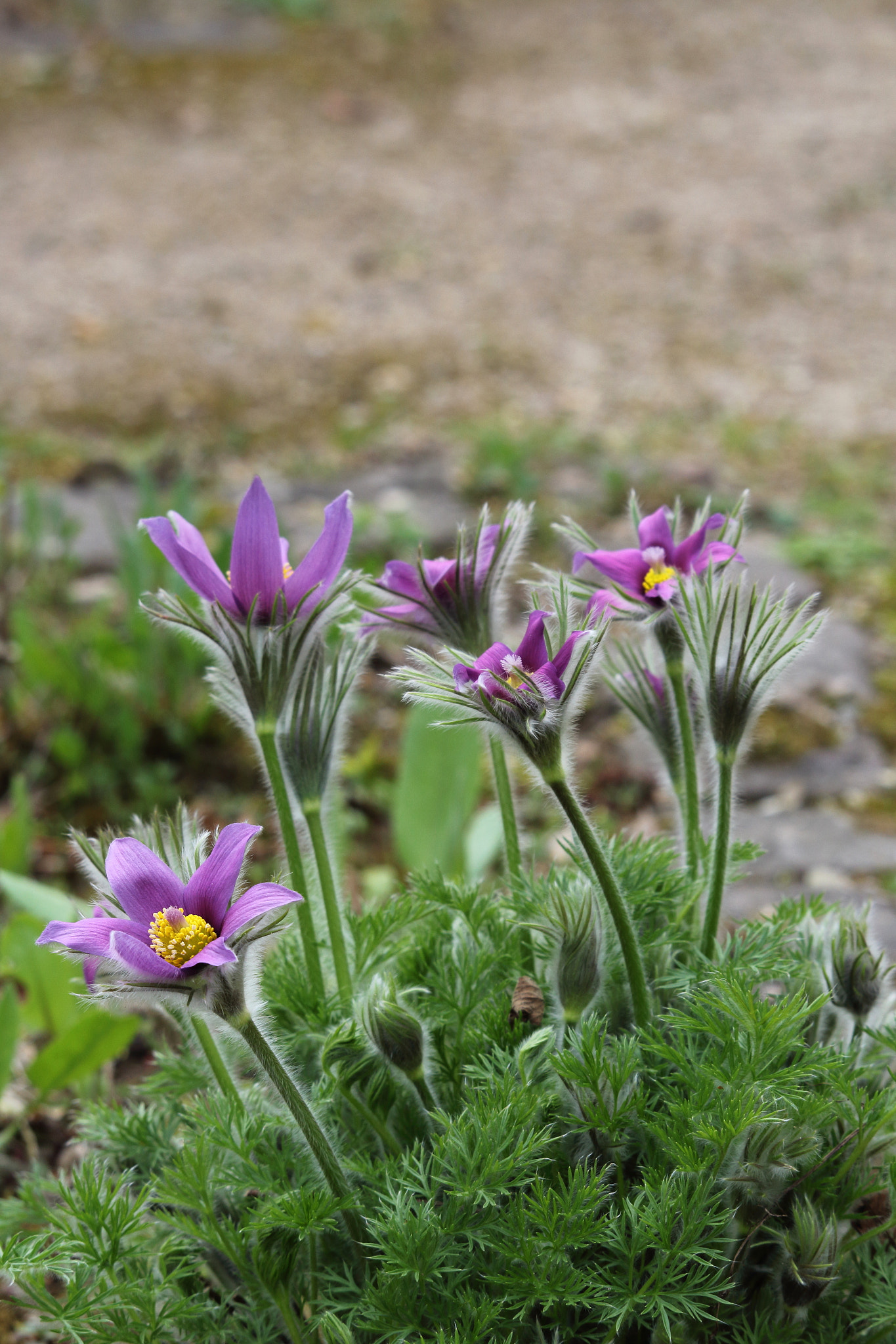Canon EF-S 55-250mm F4-5.6 IS STM sample photo. Spring photography