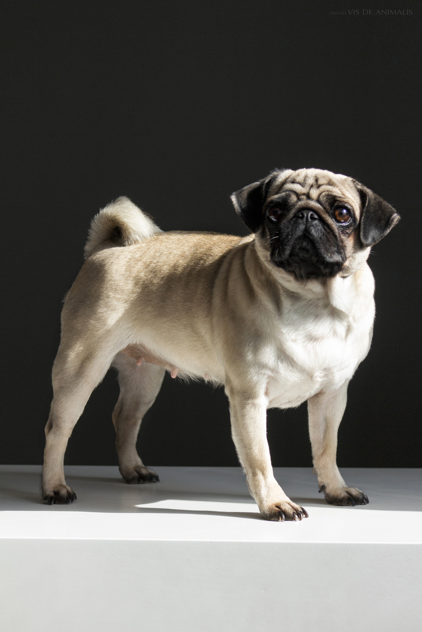 Canon EF 75-300mm f/4-5.6 USM sample photo. Pug photography