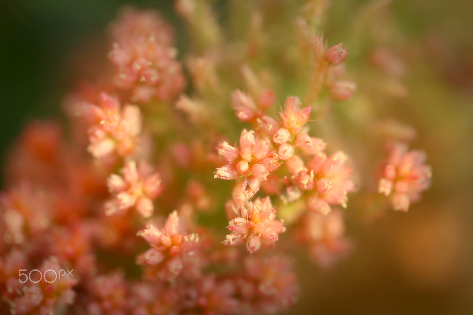 Canon EF 100mm F2.8L Macro IS USM sample photo. Bliss photography