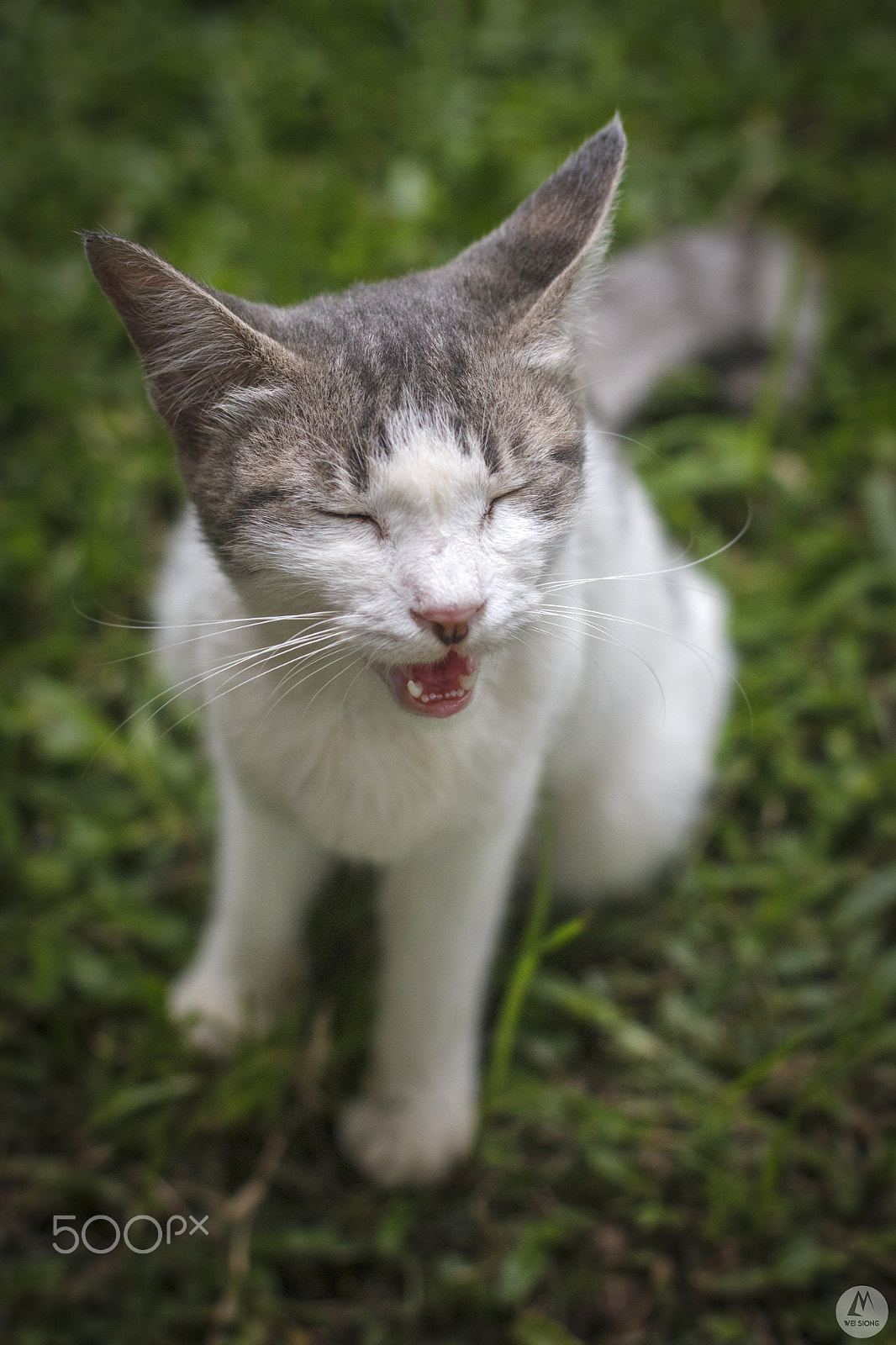 Canon EOS 70D + Canon EF 50mm F1.4 USM sample photo. Meow 1 photography