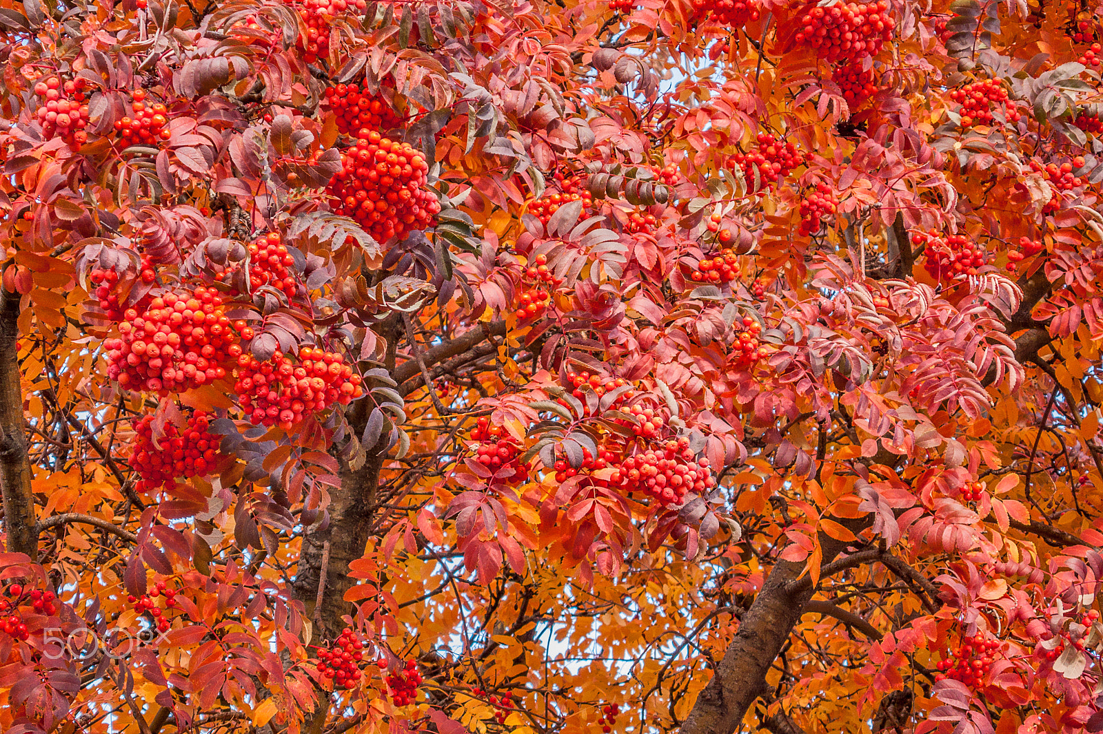 Panasonic DMC-LX2 sample photo. American mountain ash in autumn photography