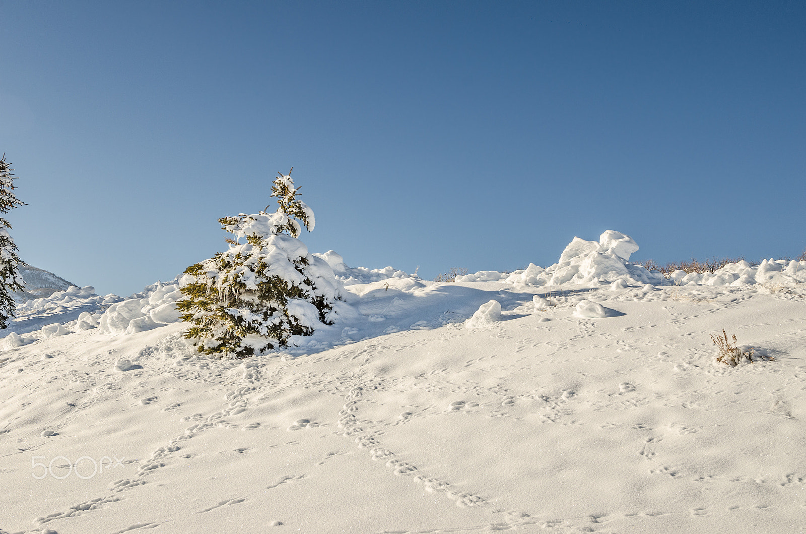 Nikon AF-S Nikkor 14-24mm F2.8G ED sample photo. Animal tracks in the snow photography
