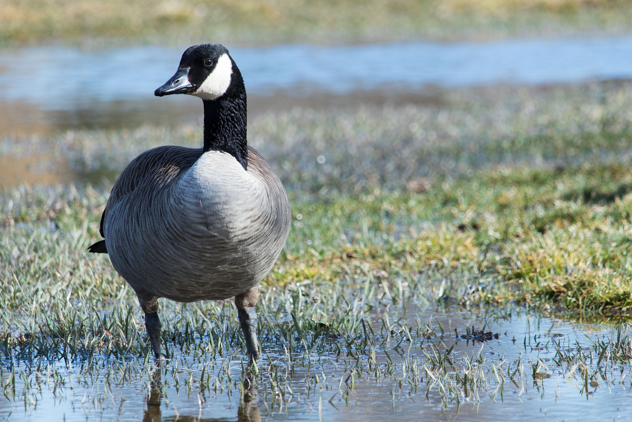 Canon EF-S 55-250mm F4-5.6 IS STM sample photo. Canada goose photography