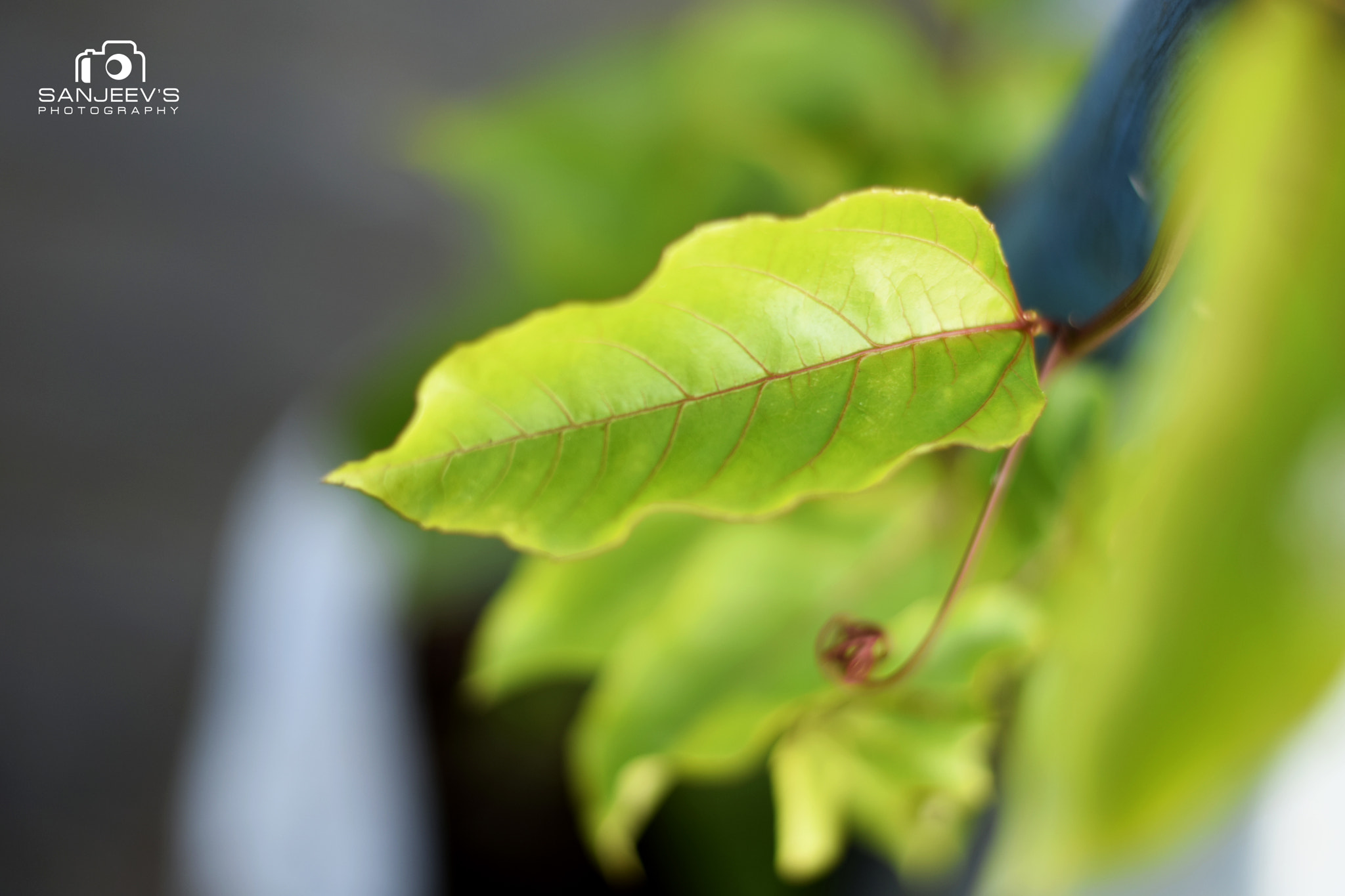 Nikon AF-S Nikkor 50mm F1.8G sample photo. New hope ! photography
