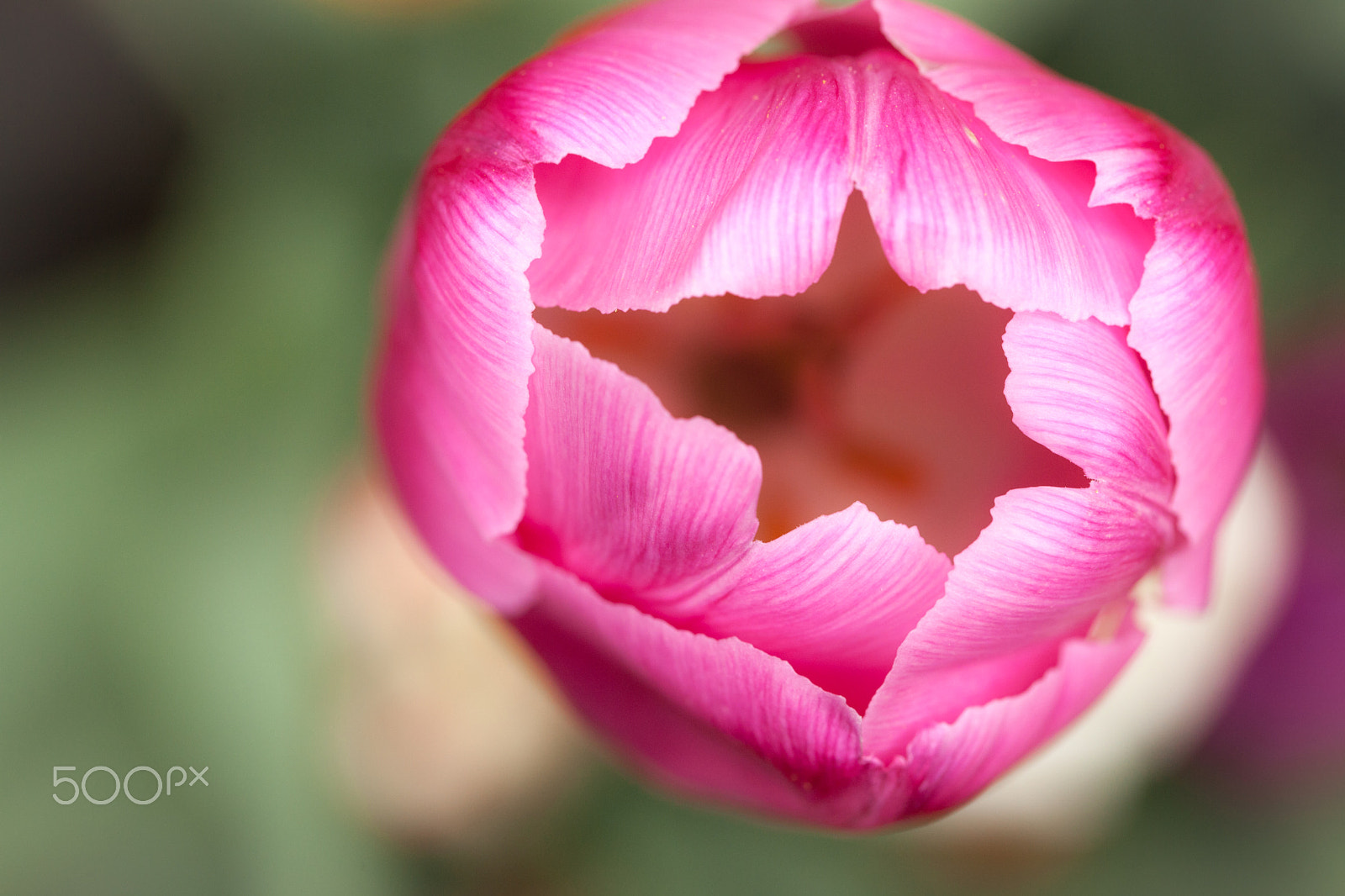 Canon EF 100mm F2.8L Macro IS USM sample photo. Tulip photography