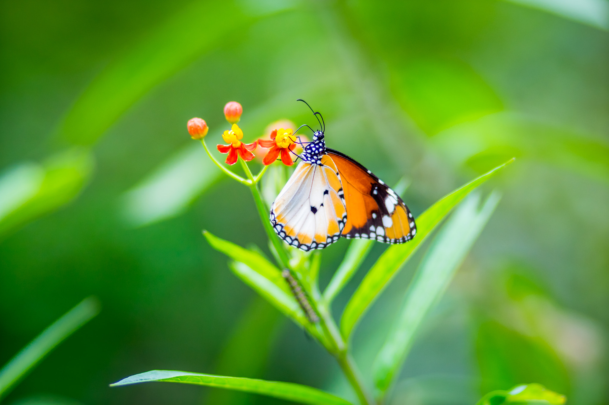 Canon EOS M10 + Canon EF 85mm F1.8 USM sample photo. Dreamy butterfly photography