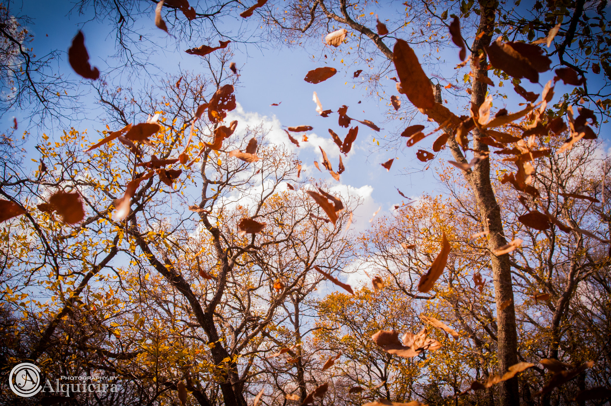 AF Zoom-Nikkor 28-80mm f/3.3-5.6G sample photo. El otoño photography
