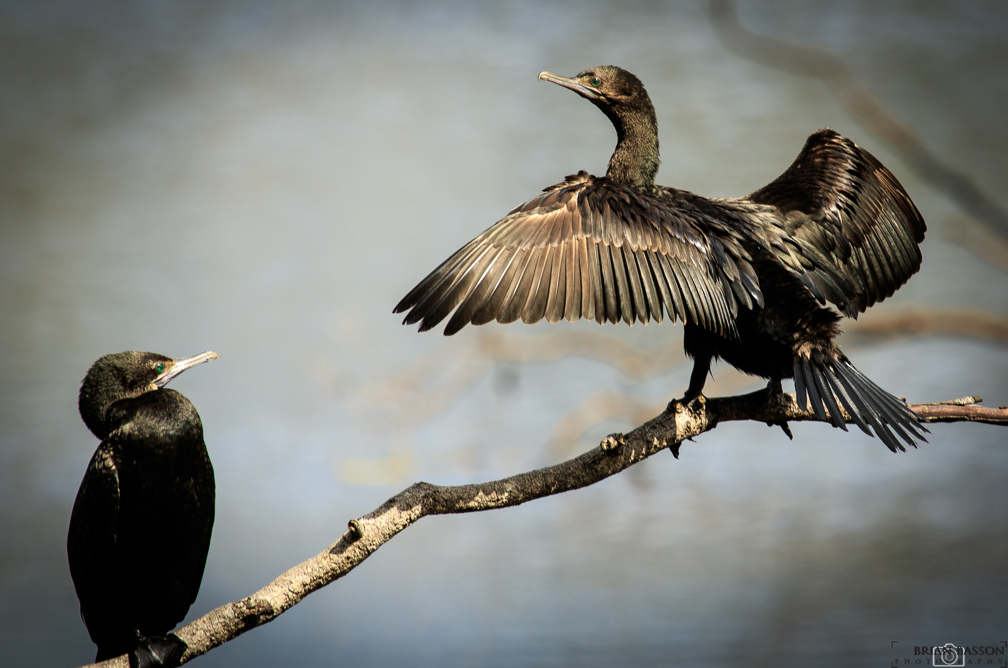 Canon EF 100-400mm F4.5-5.6L IS USM sample photo. Little black cormorant © brian basson photography