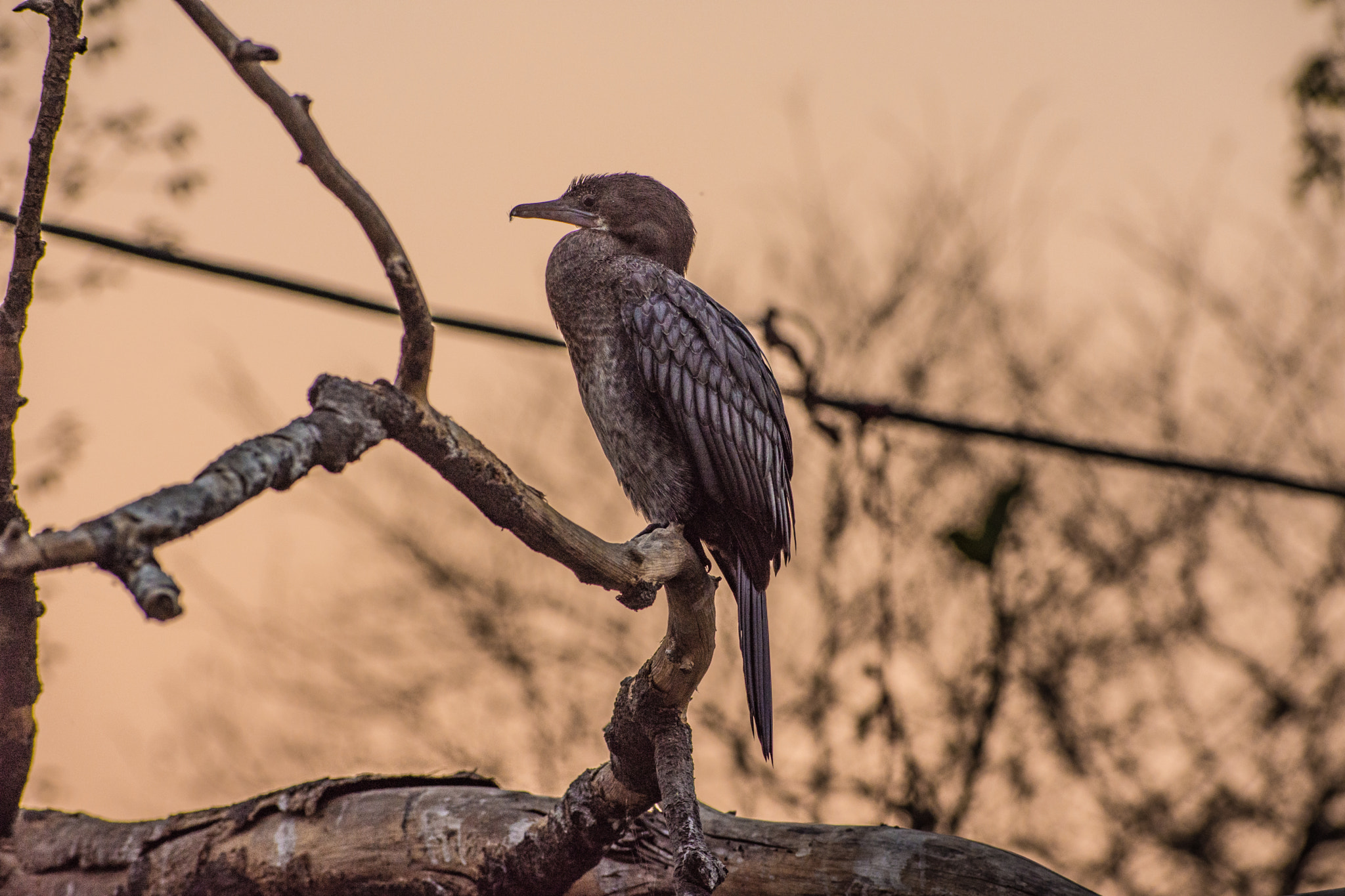 Sigma 70-300mm F4-5.6 DG OS sample photo. Resting after a tiring day! photography